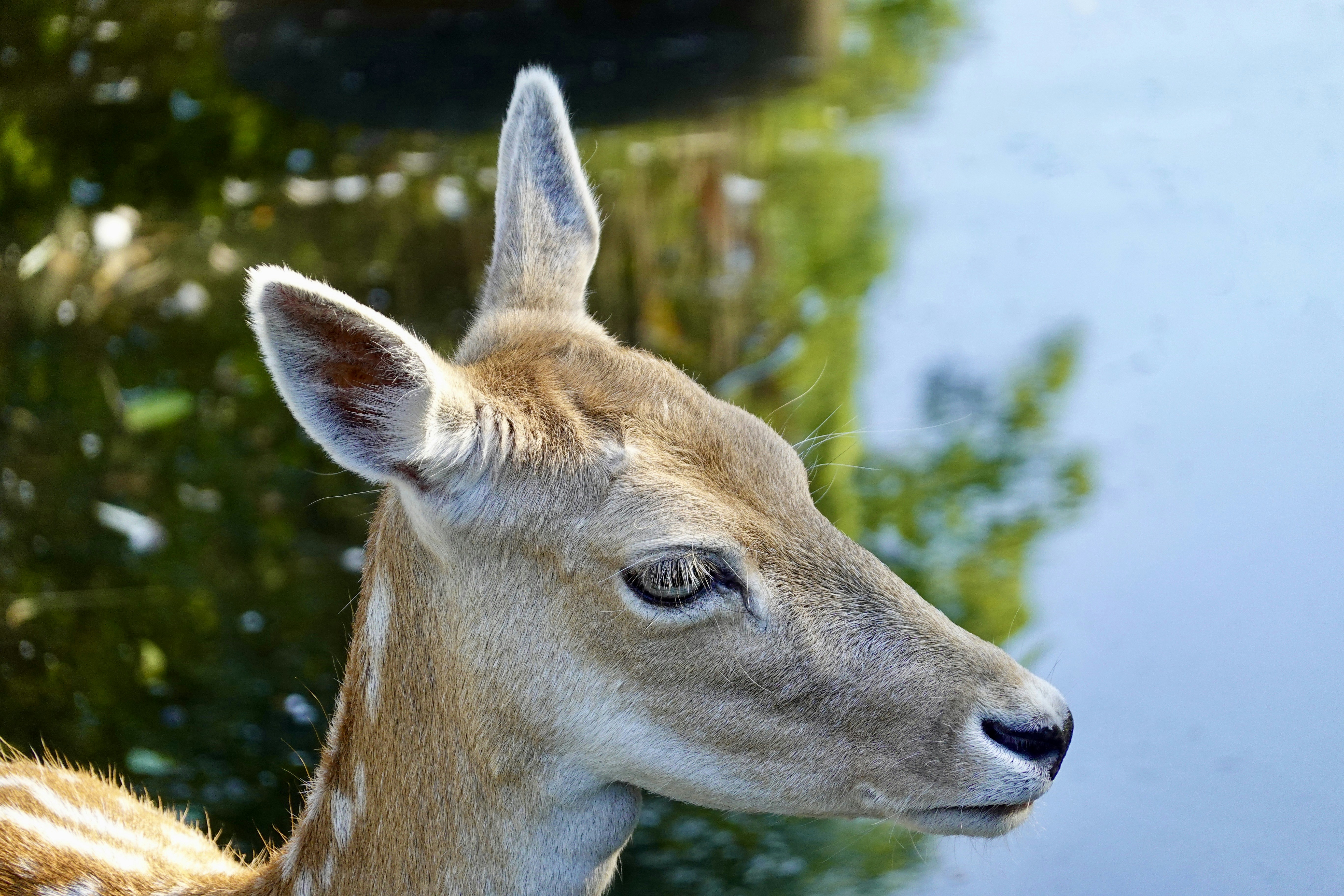 Spotted deer's head by water with green tree reflections.