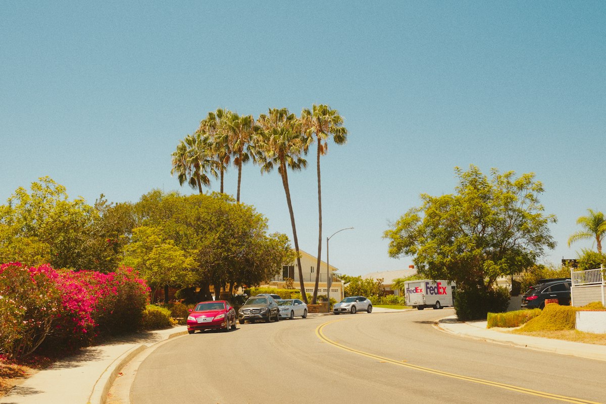Palm trees lining a sunny suburban street with parked cars