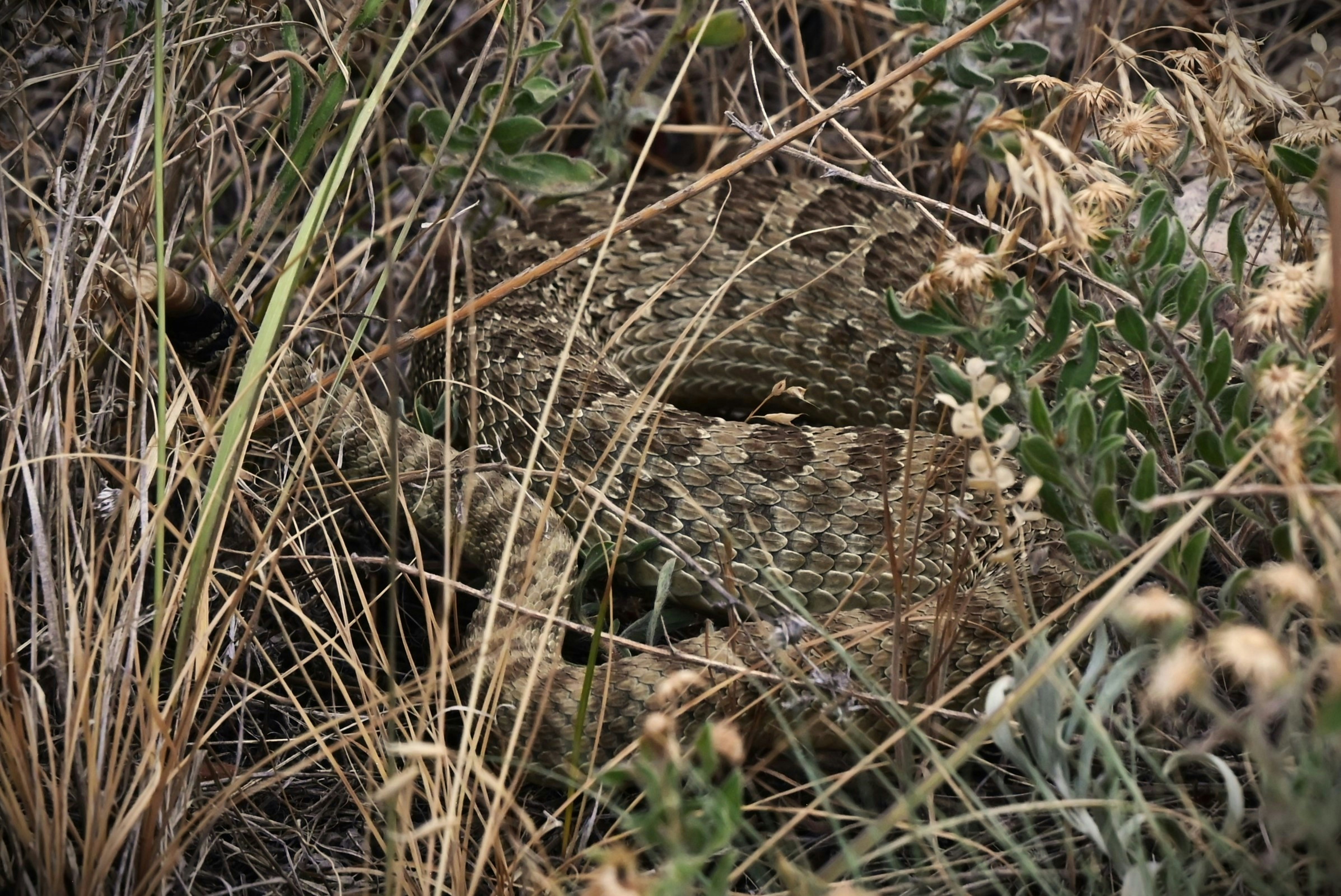 A rattlesnake camouflaged in dry grass and wild plants