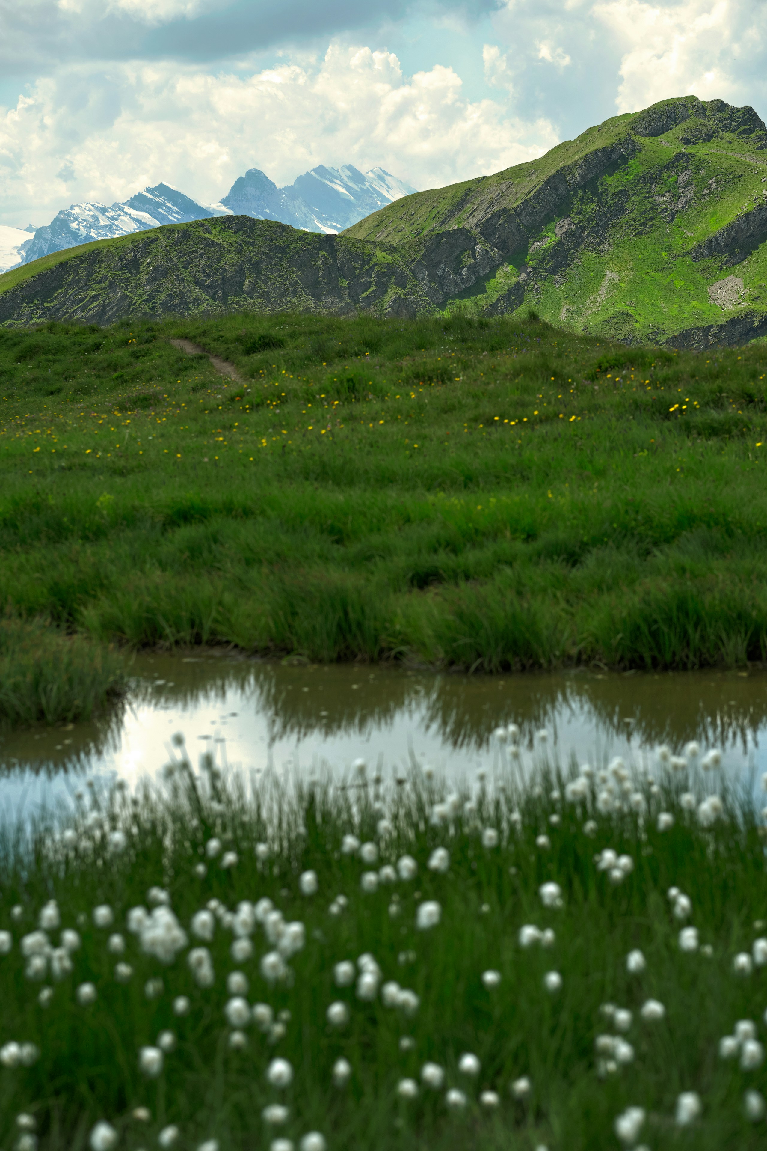 Cotton grass by a pond, green mountains, and snowy peaks