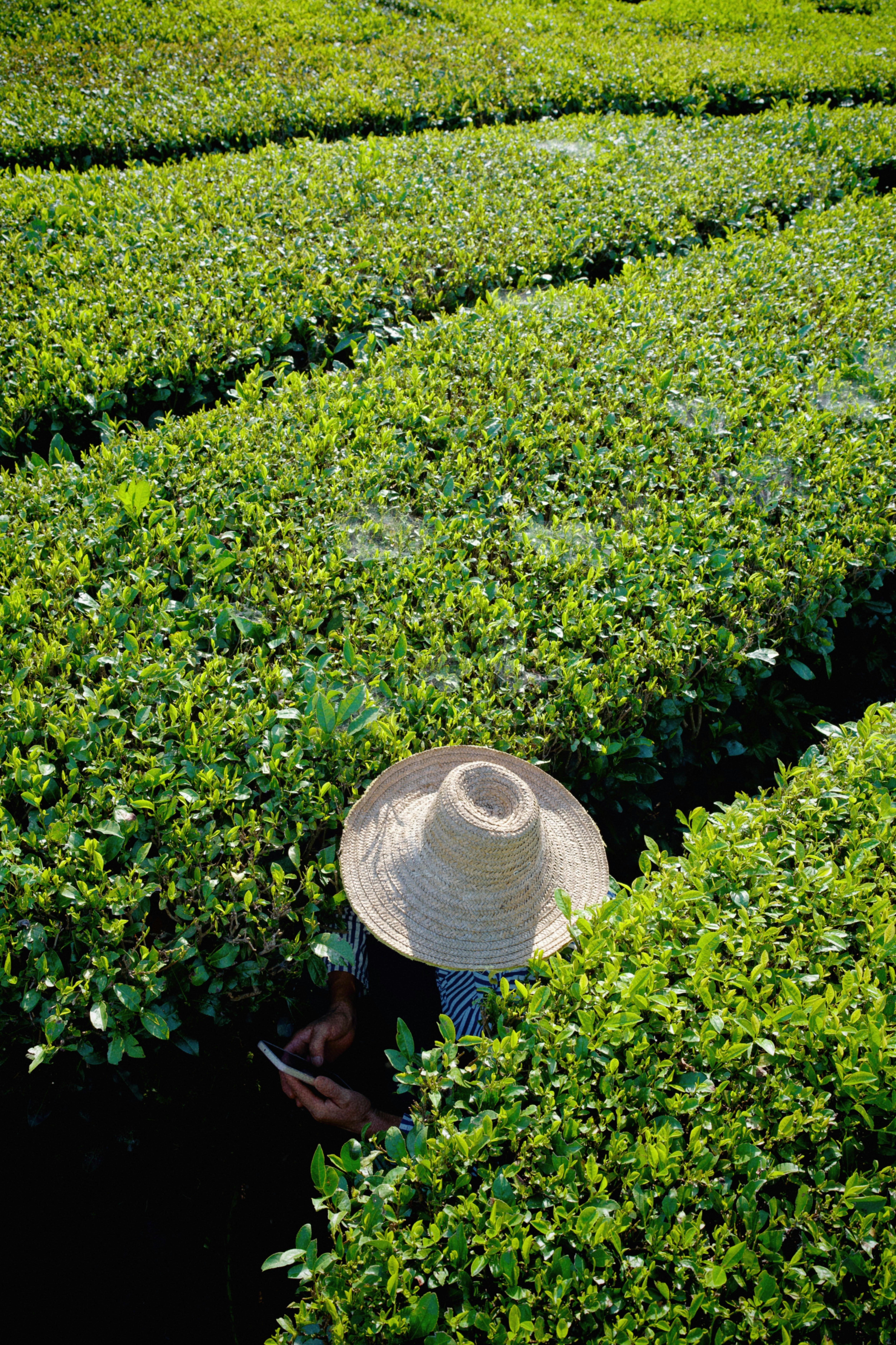 A person in a straw hat among green tea plants.