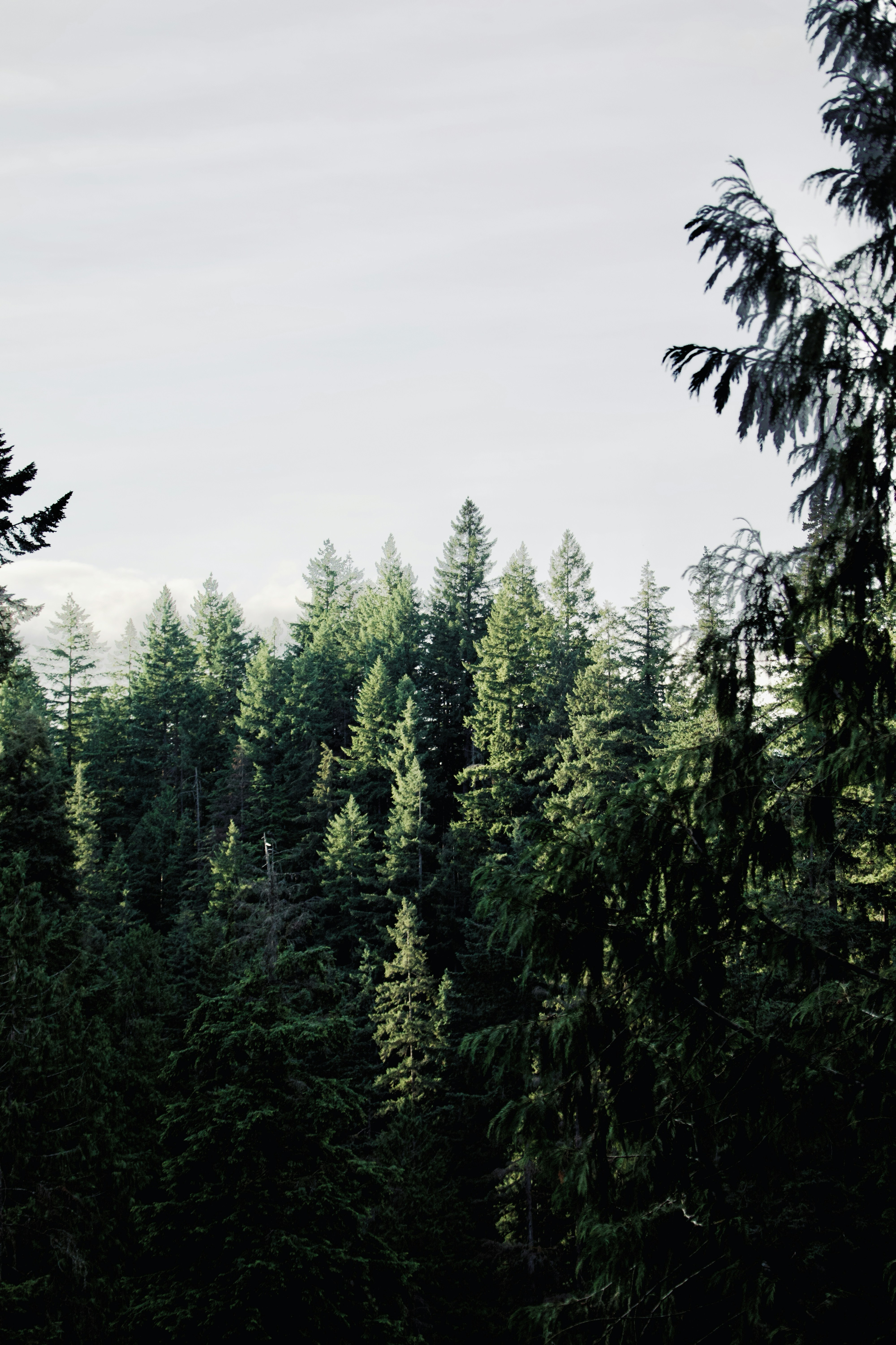 Dichter immergrüner Wald unter einem hellen, dunstigen Himmel.