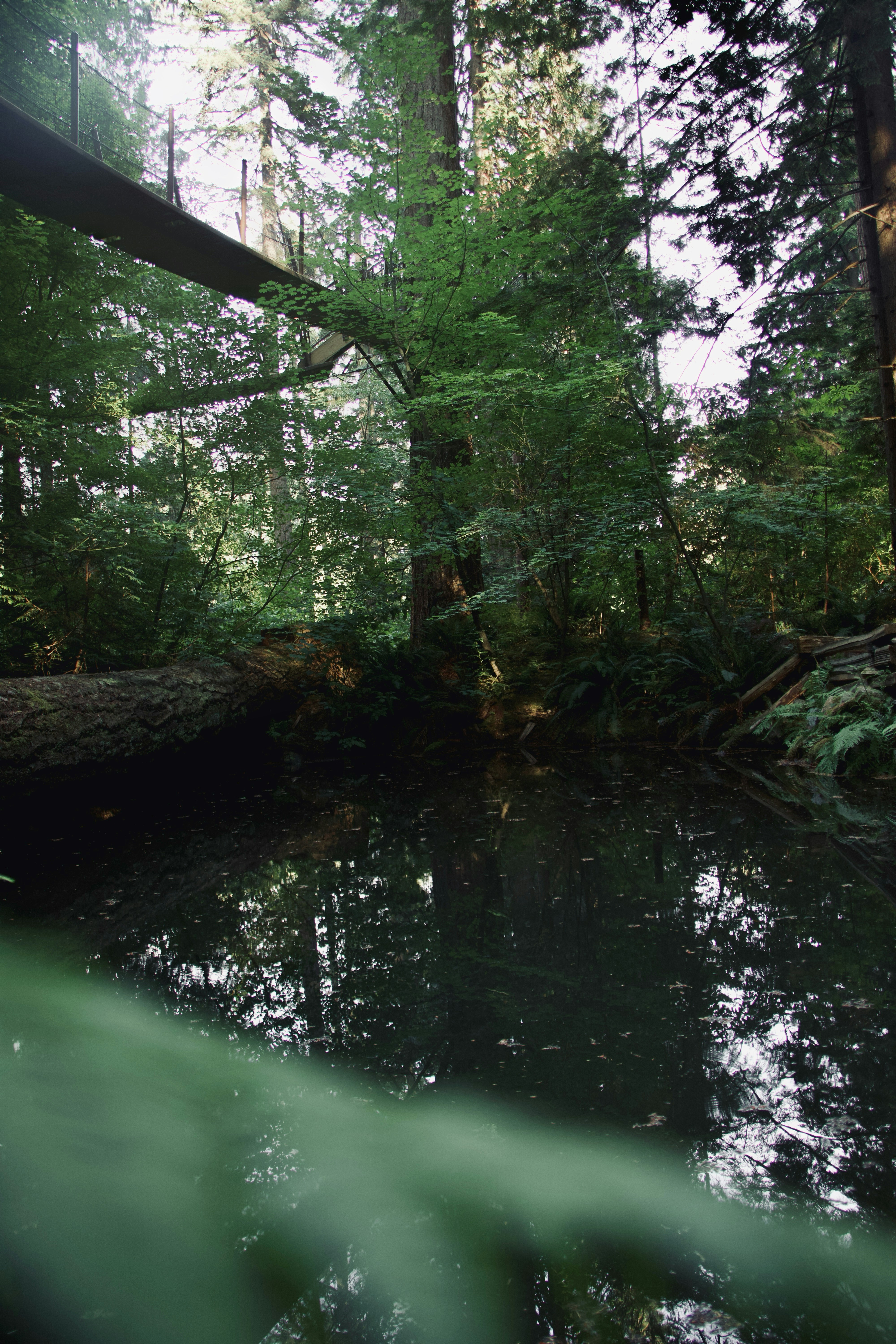 Hängebrücke über einen dunklen Teich in einem dichten Wald.
