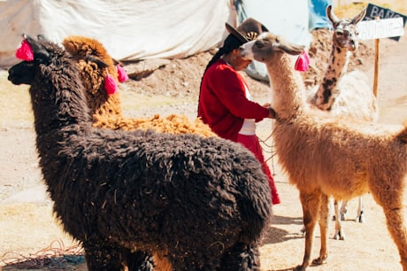 The Sacred Valley - A local herder with alpacas and llamas