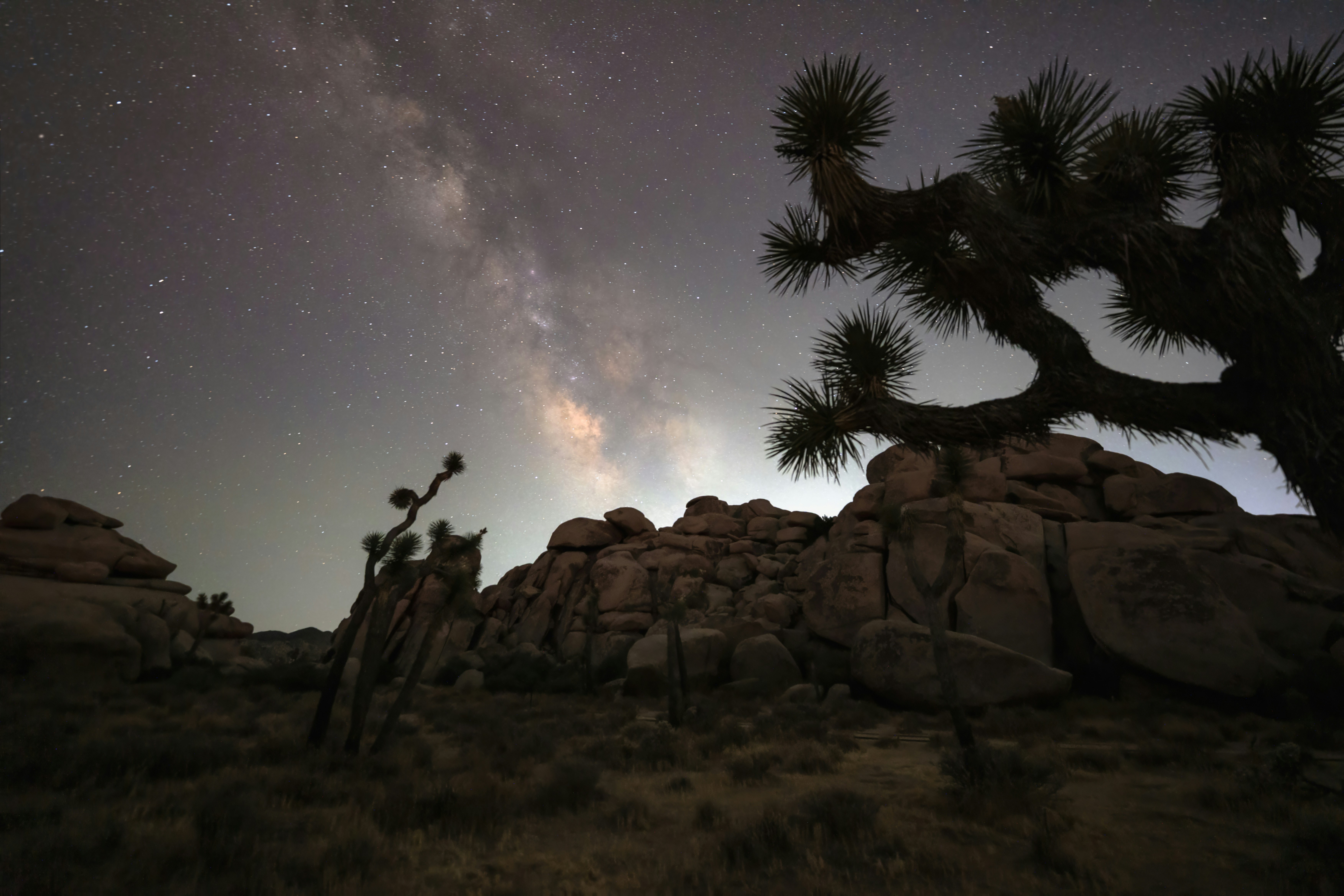 Árboles y rocas de Josué bajo la Vía Láctea por la noche