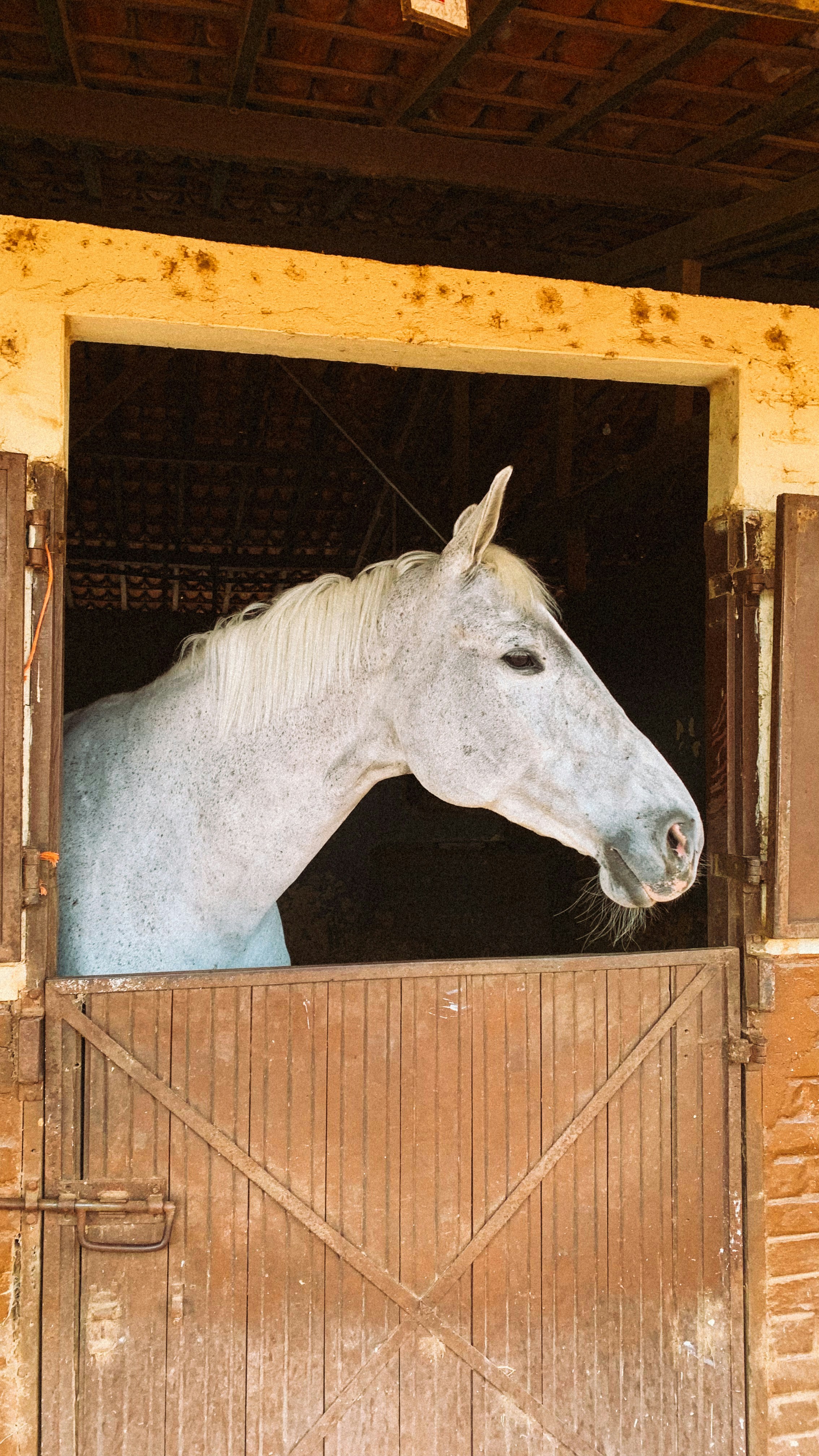 A white horse looking out from a stable door.