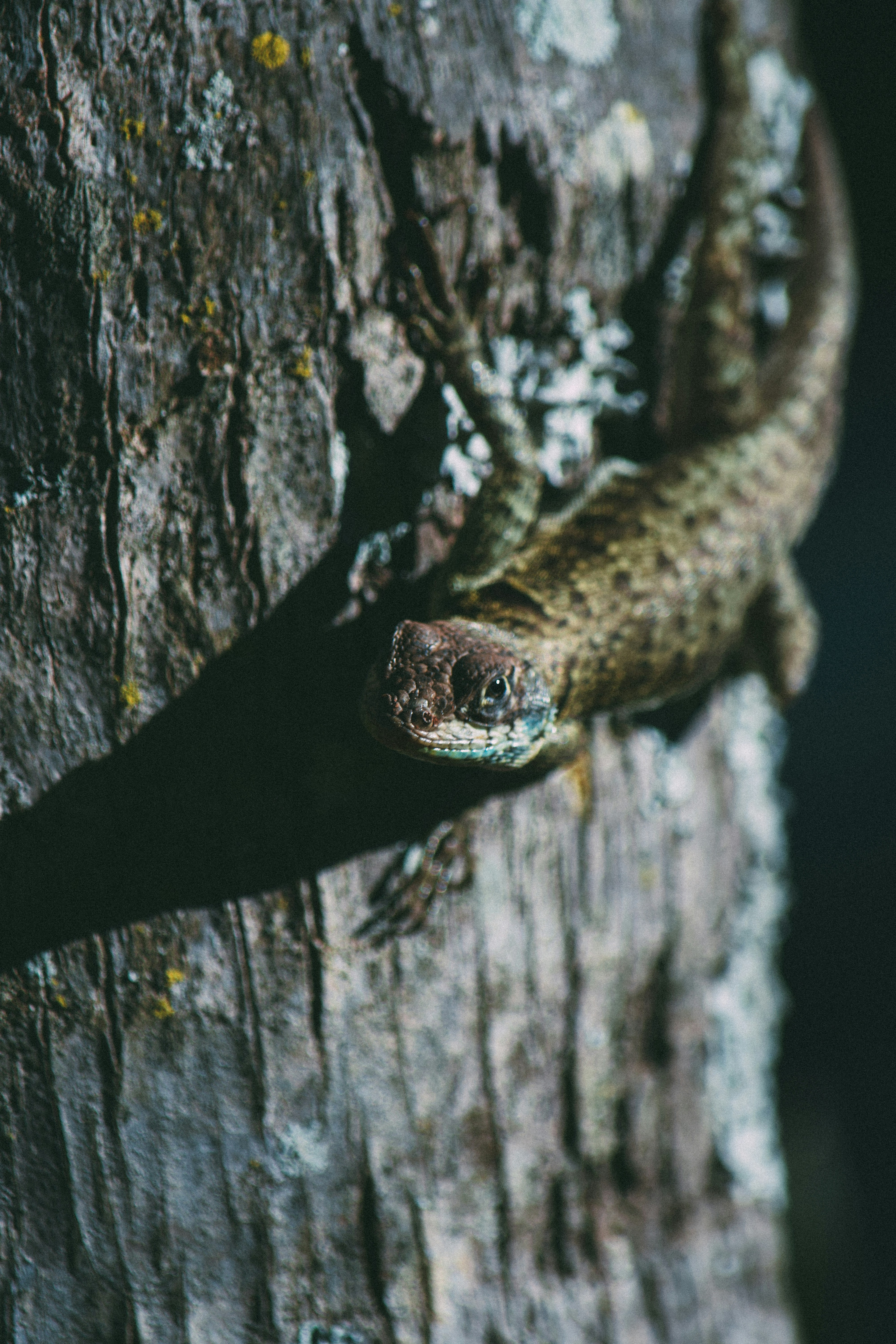A lizard on a textured tree trunk with lichen.