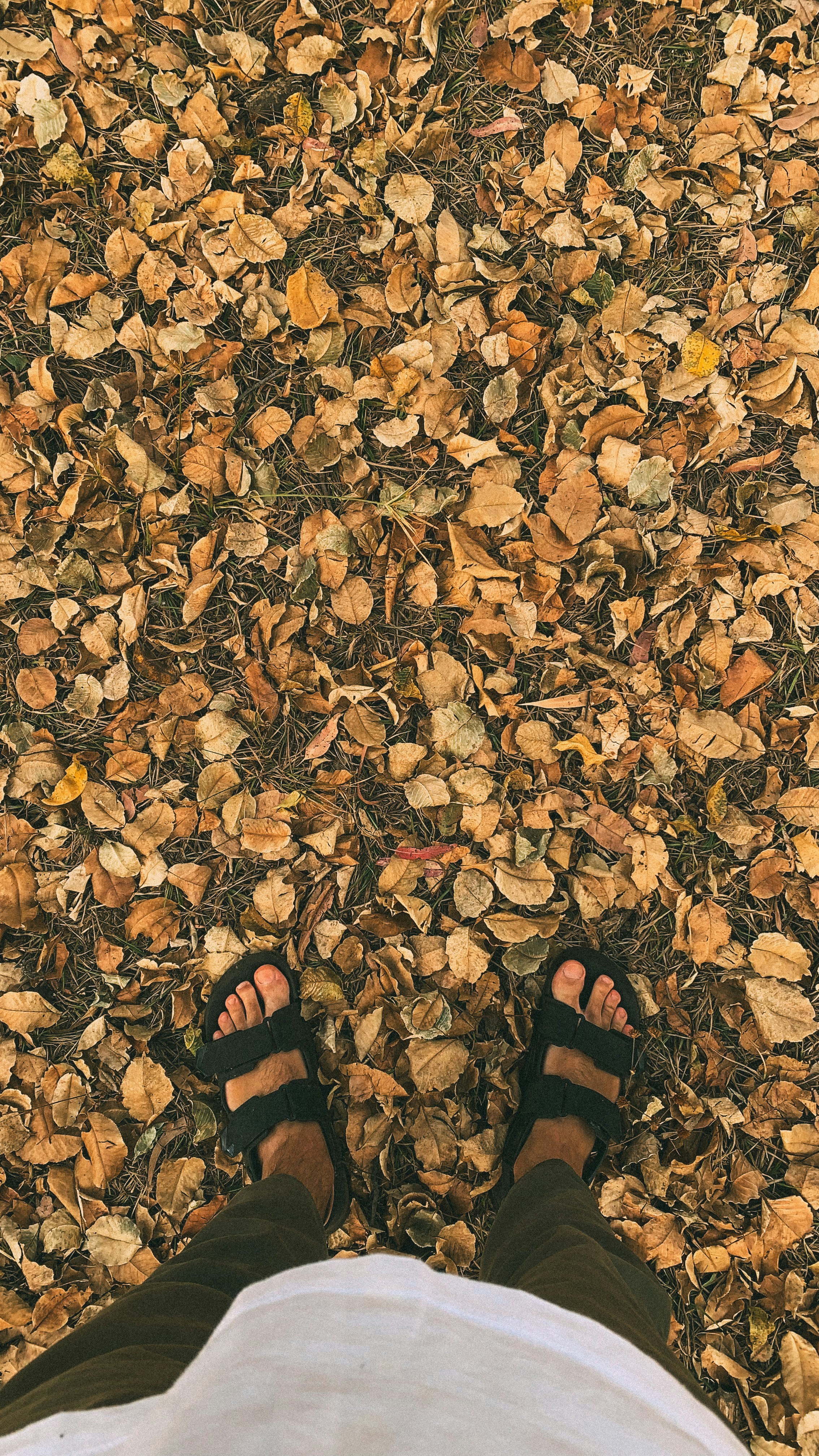 Person's feet in sandals standing on fallen autumn leaves.