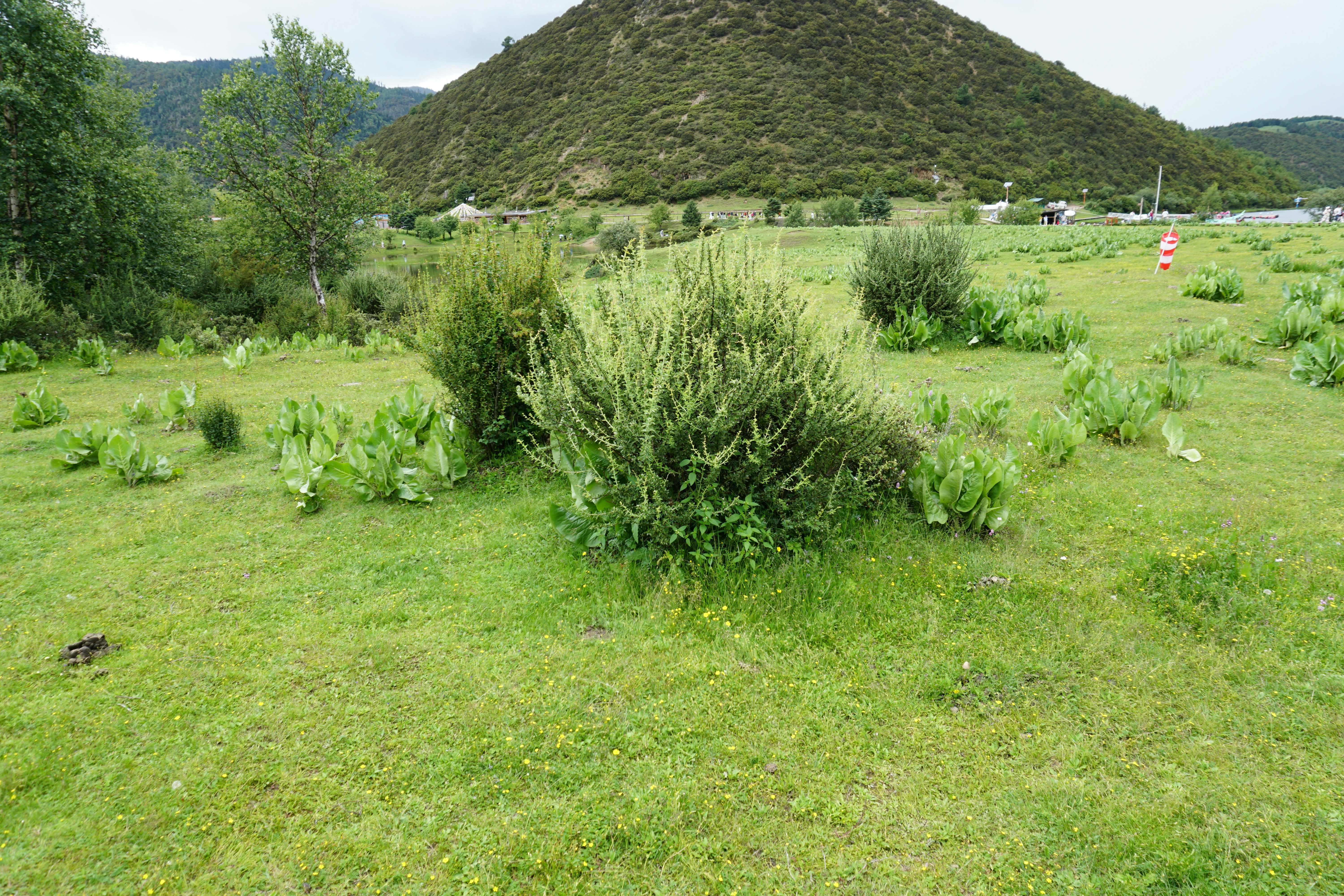 The Shrubland Siege: Invasive Woody Plants Are Rewriting America's Native Ecosystems—and Restoration Science Is Fighting Back