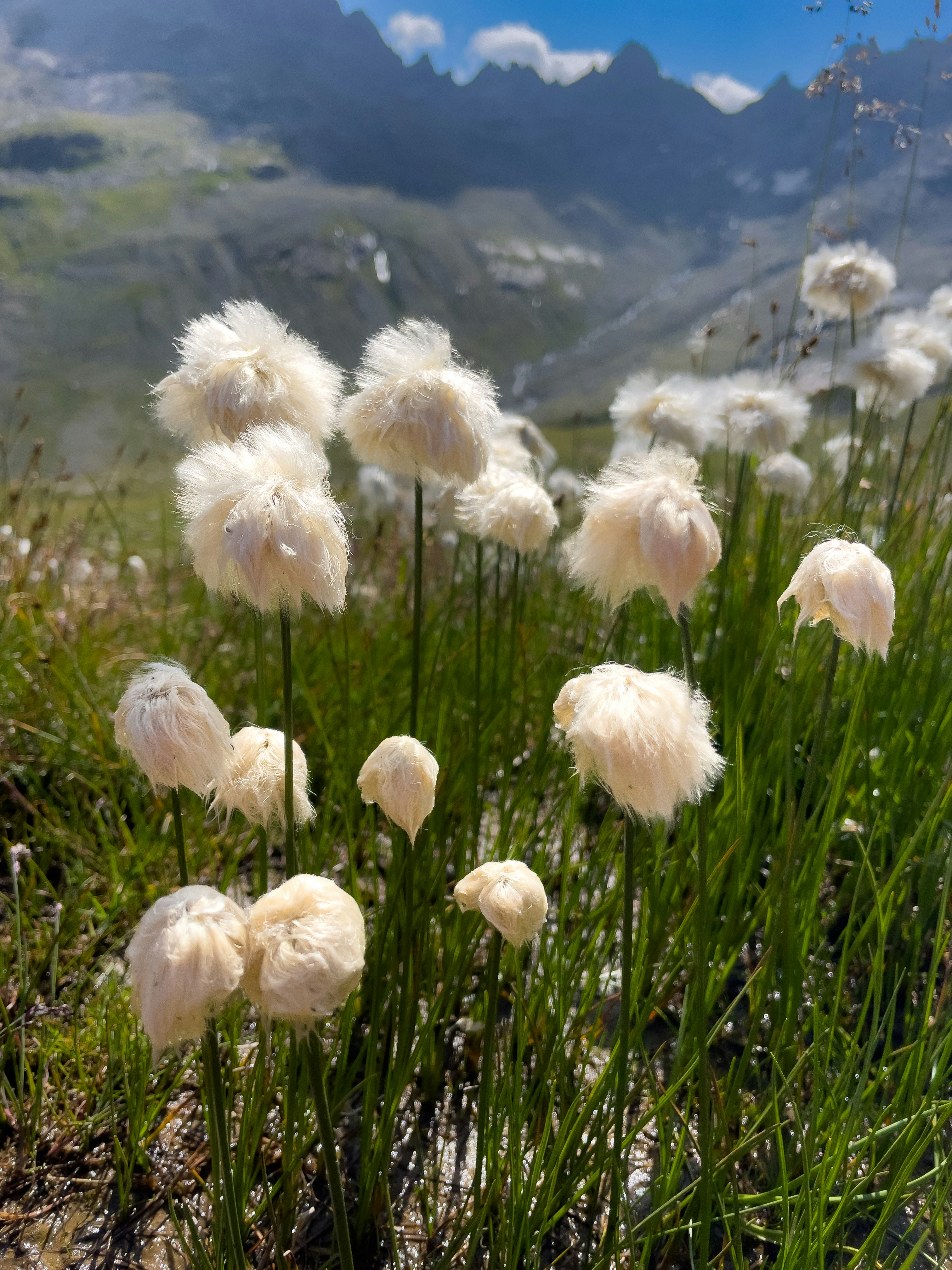 Fluffy white cottongrass plants in a mountain meadow.