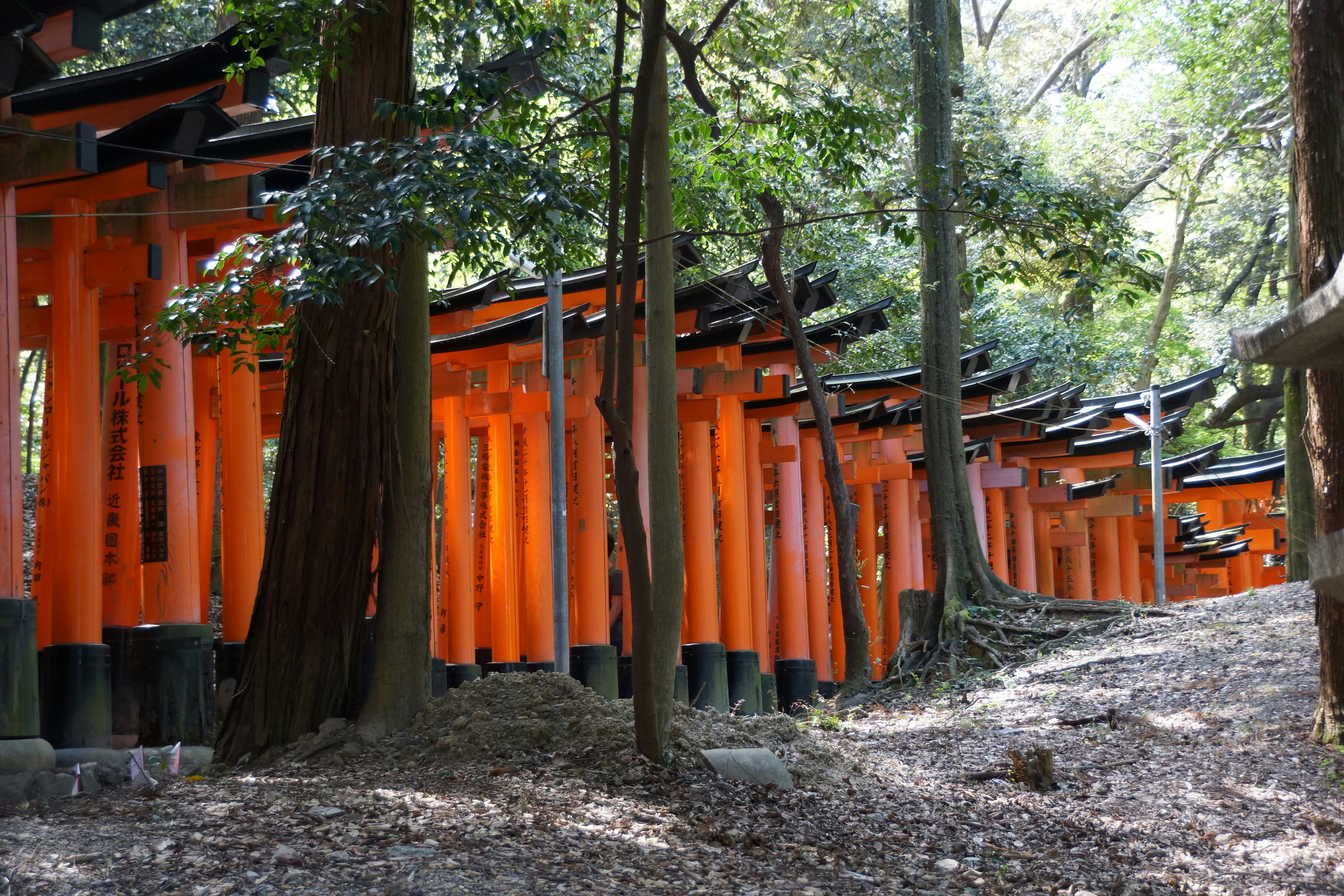 Row of orange torii gates winding through a forest.