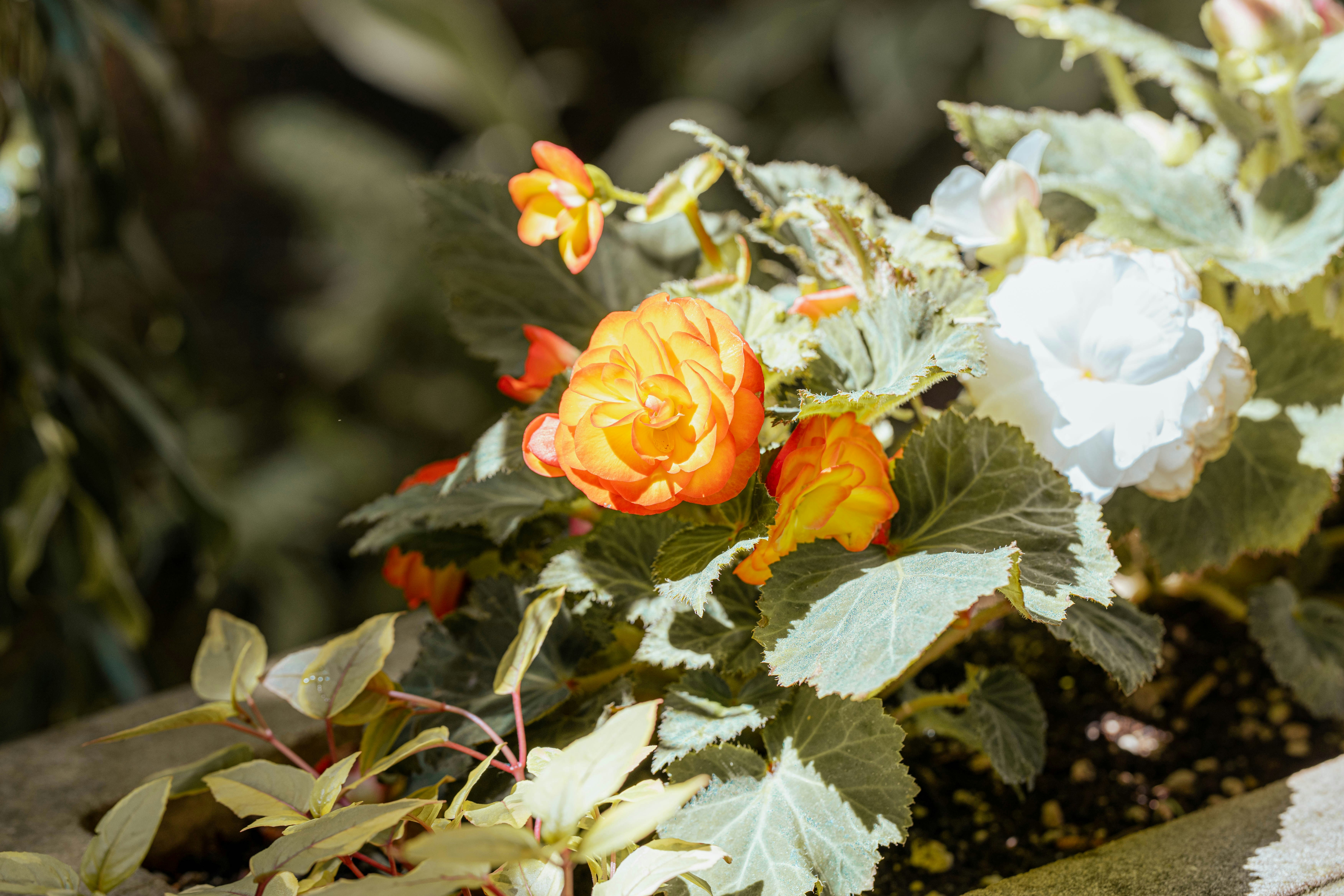 Leuchtend orange-weiße Blumen, die in einem Garten blühen.