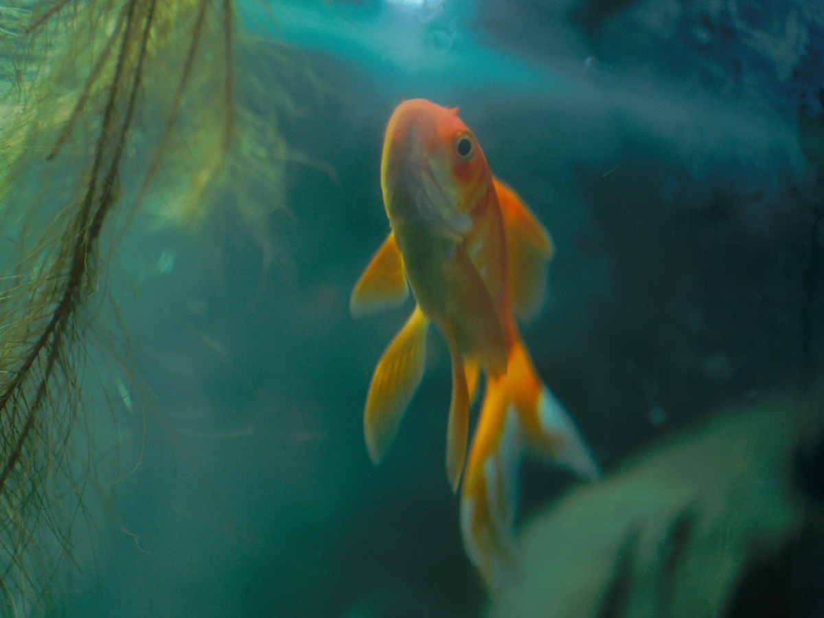 Pez nadando en un acuario con el agua teñida de verde