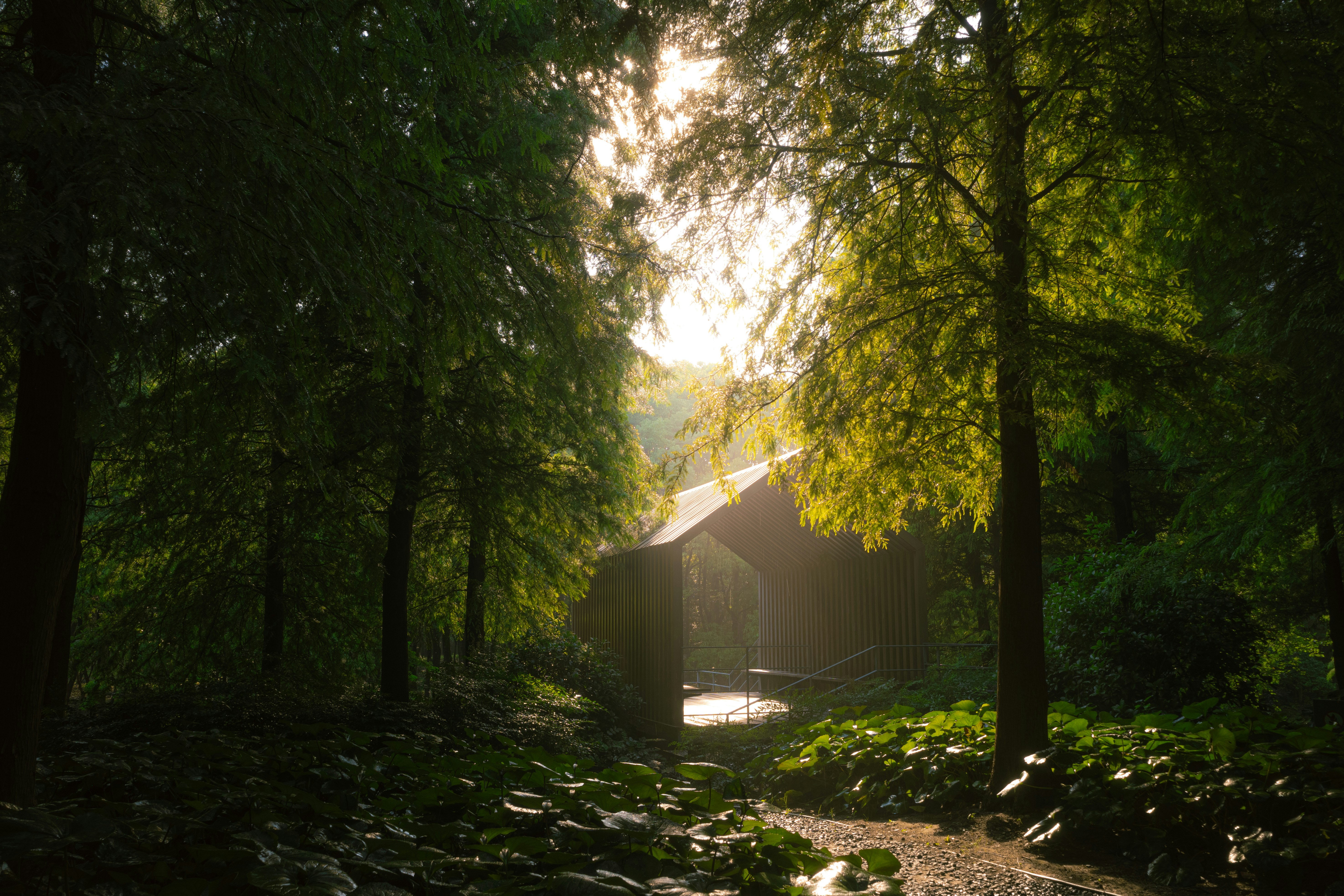 Sunlight illuminates a small building in a dense, green forest