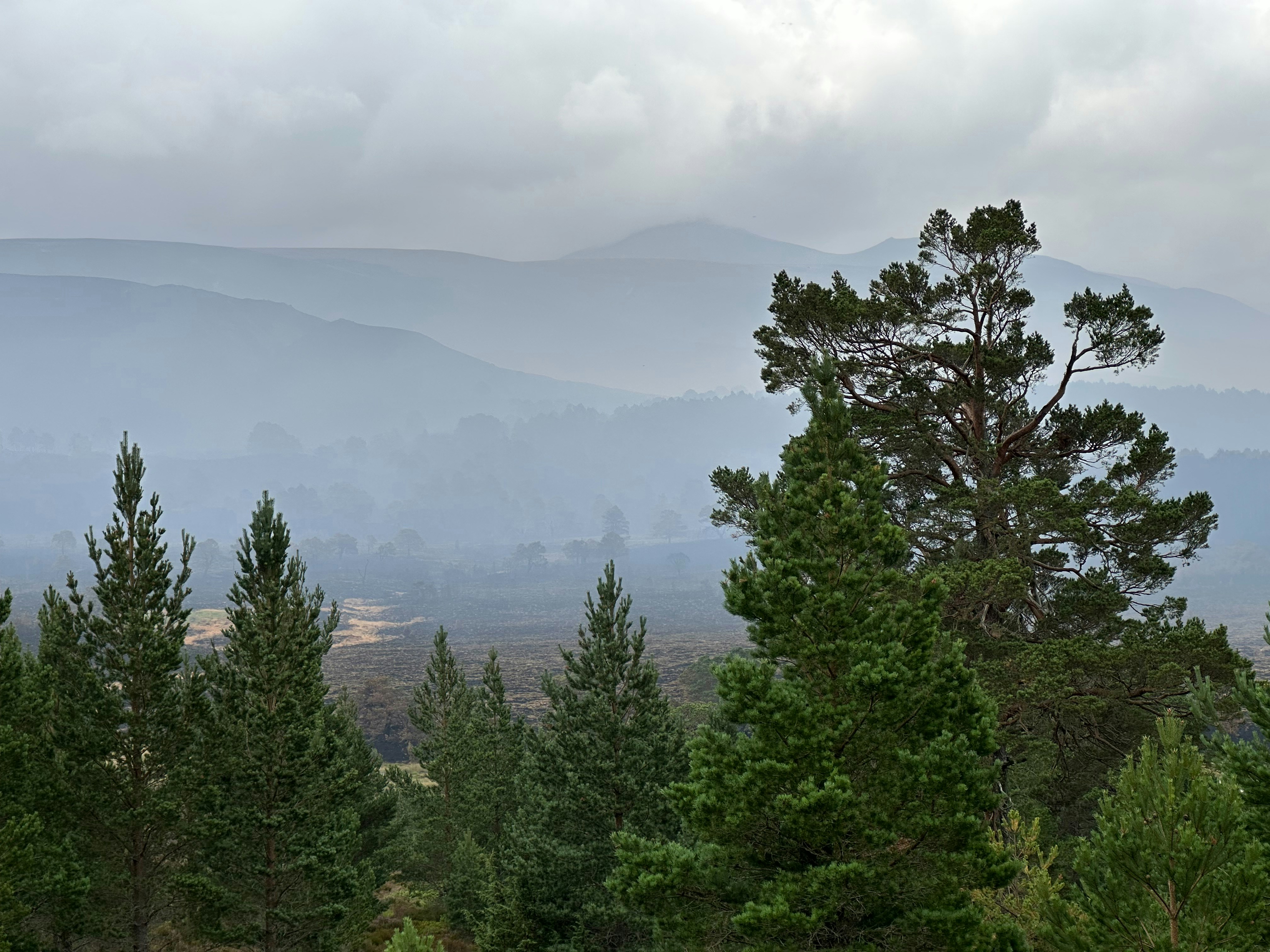 Overcast sky above pine trees and distant hazy mountains