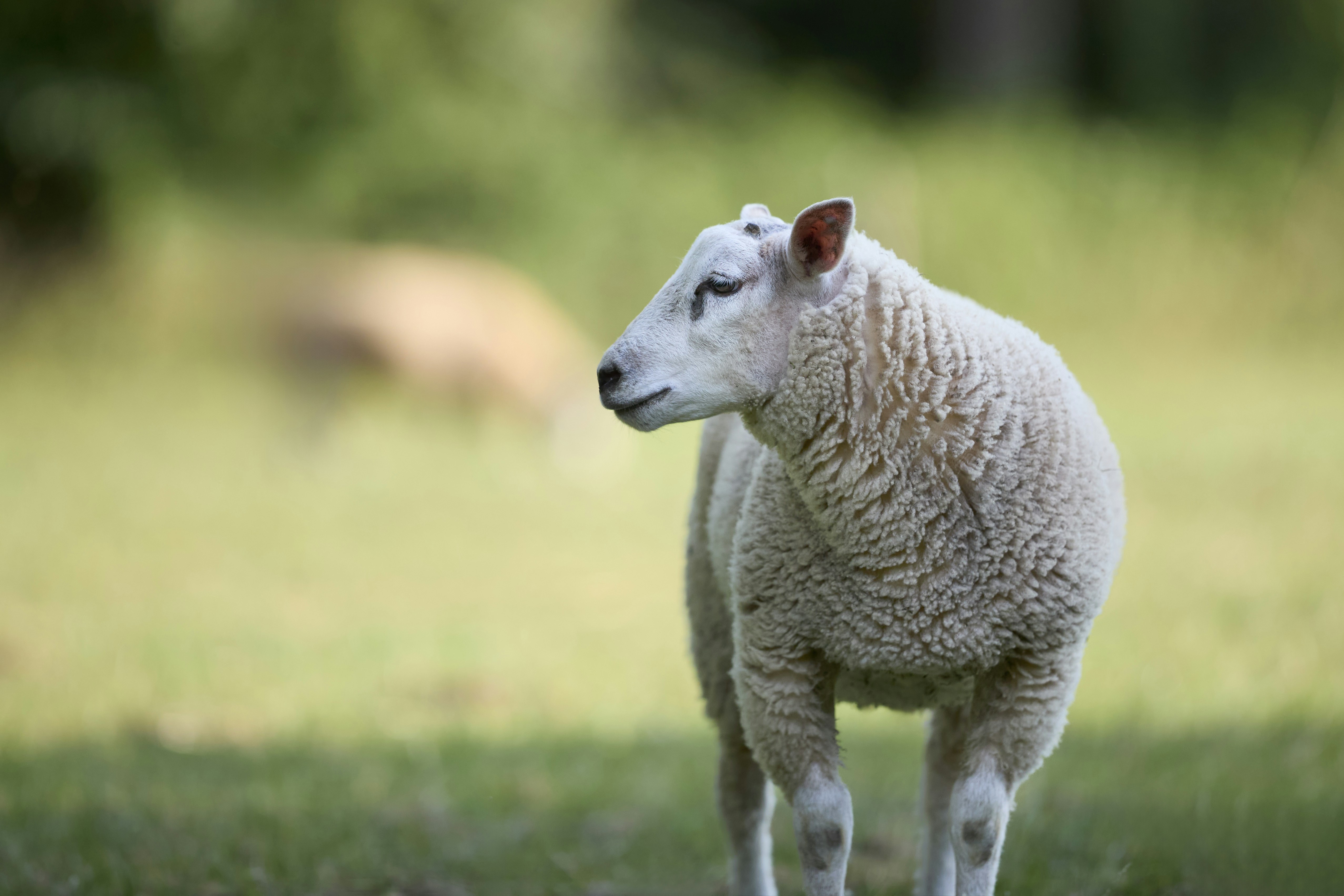 A white sheep stands in a green field looking left.