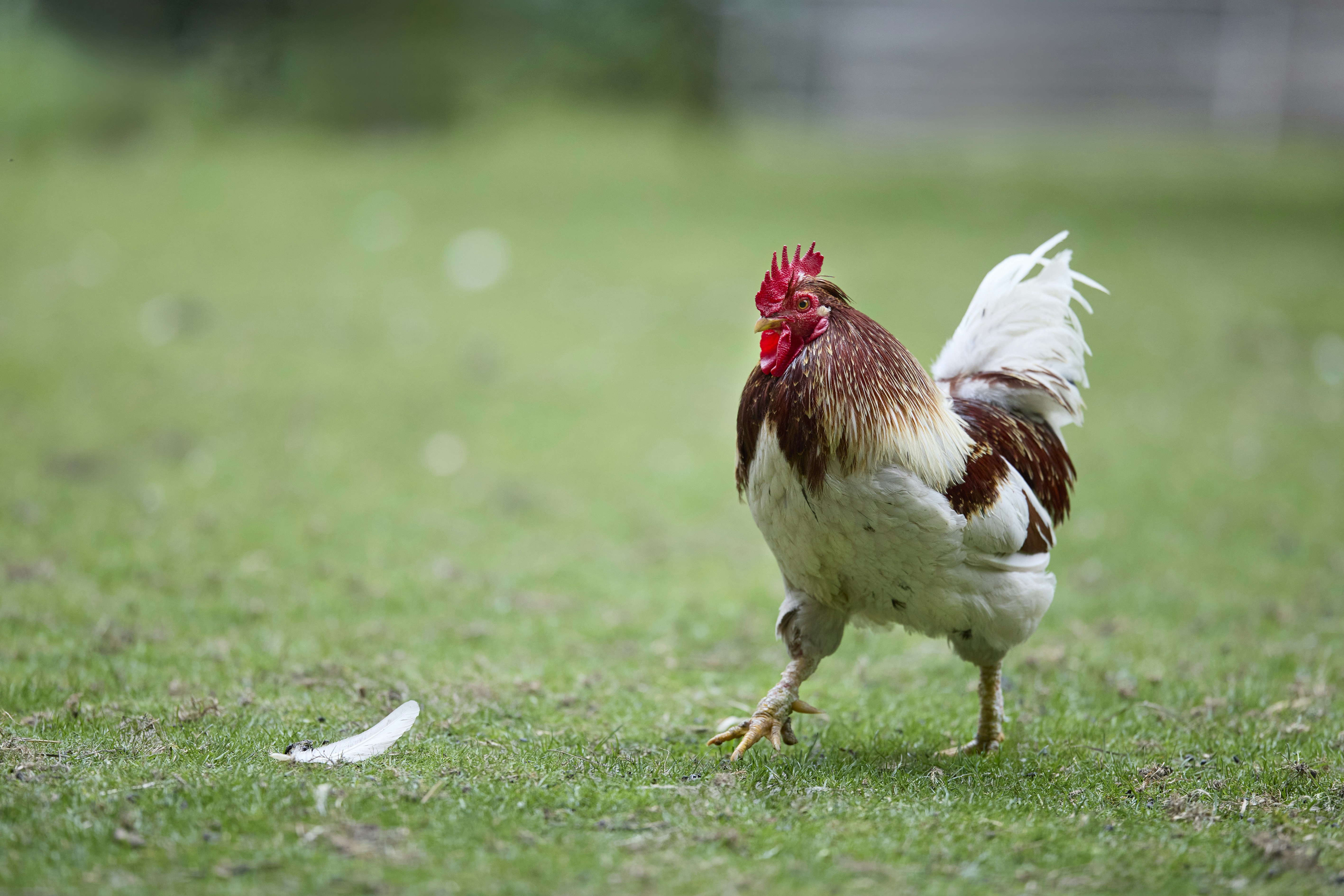 A brown and white rooster walks on green grass.