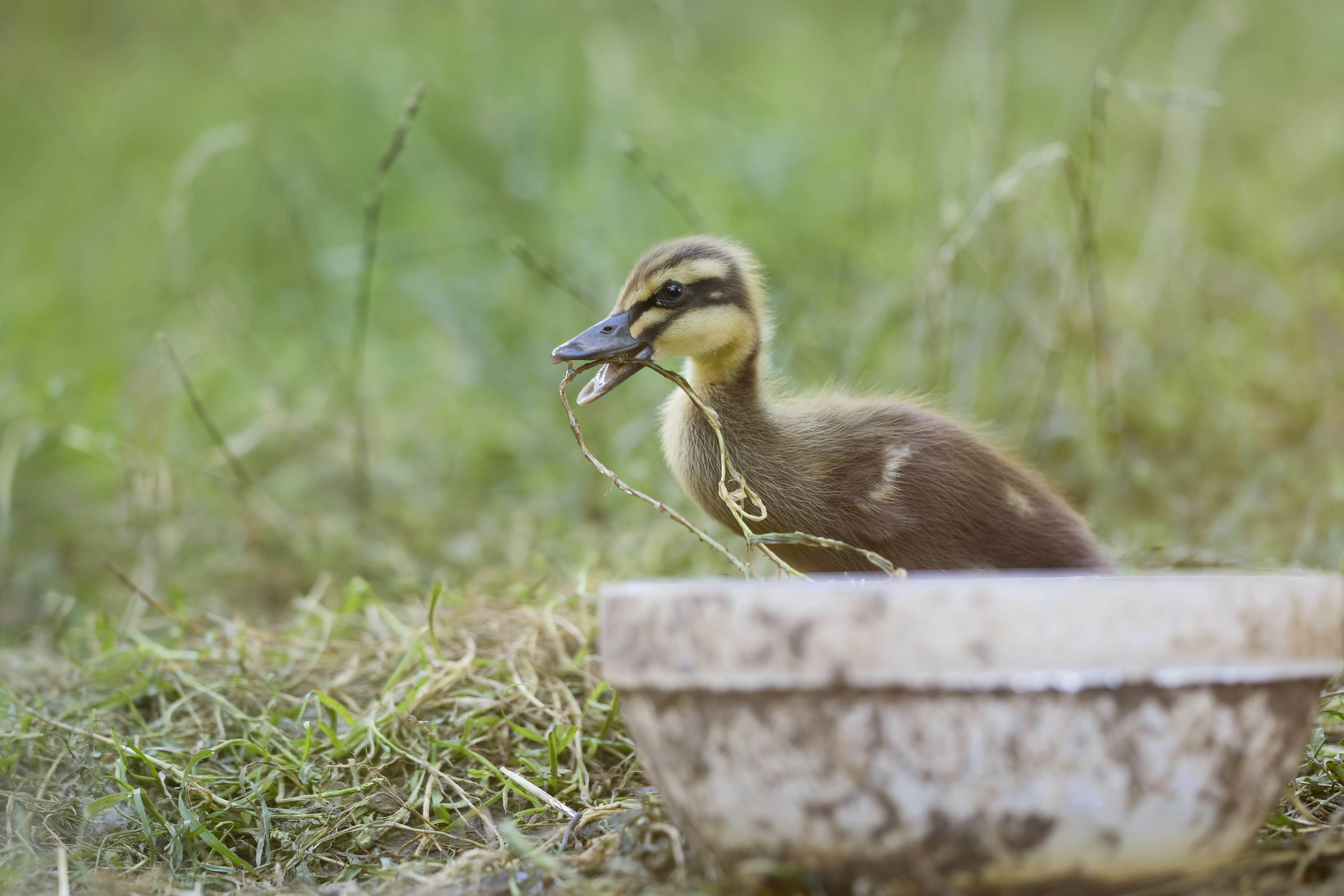 Duckling with grass in beak stands by a dirty bowl.
