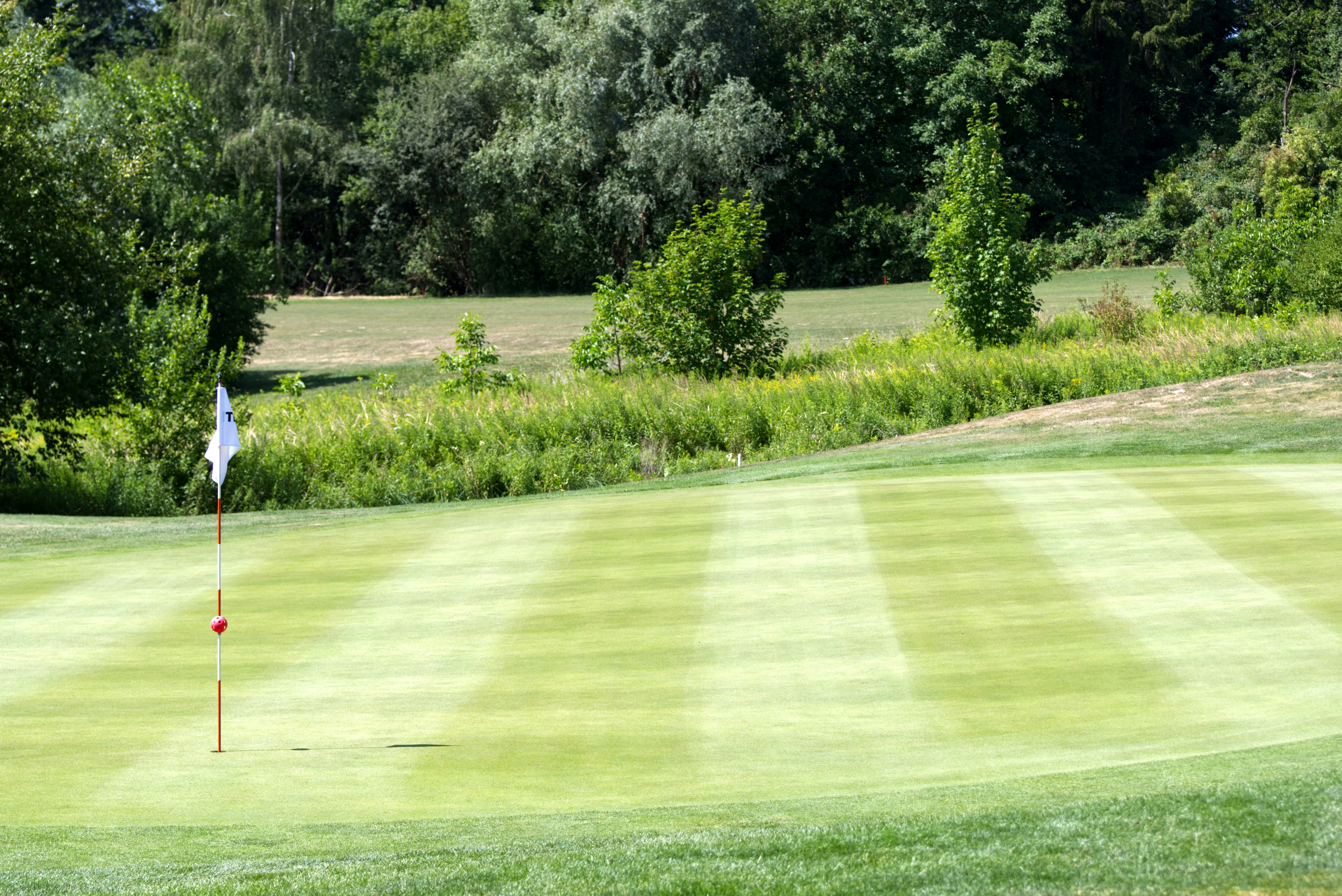 A golf green with a white flag on the pin, framed by trees
