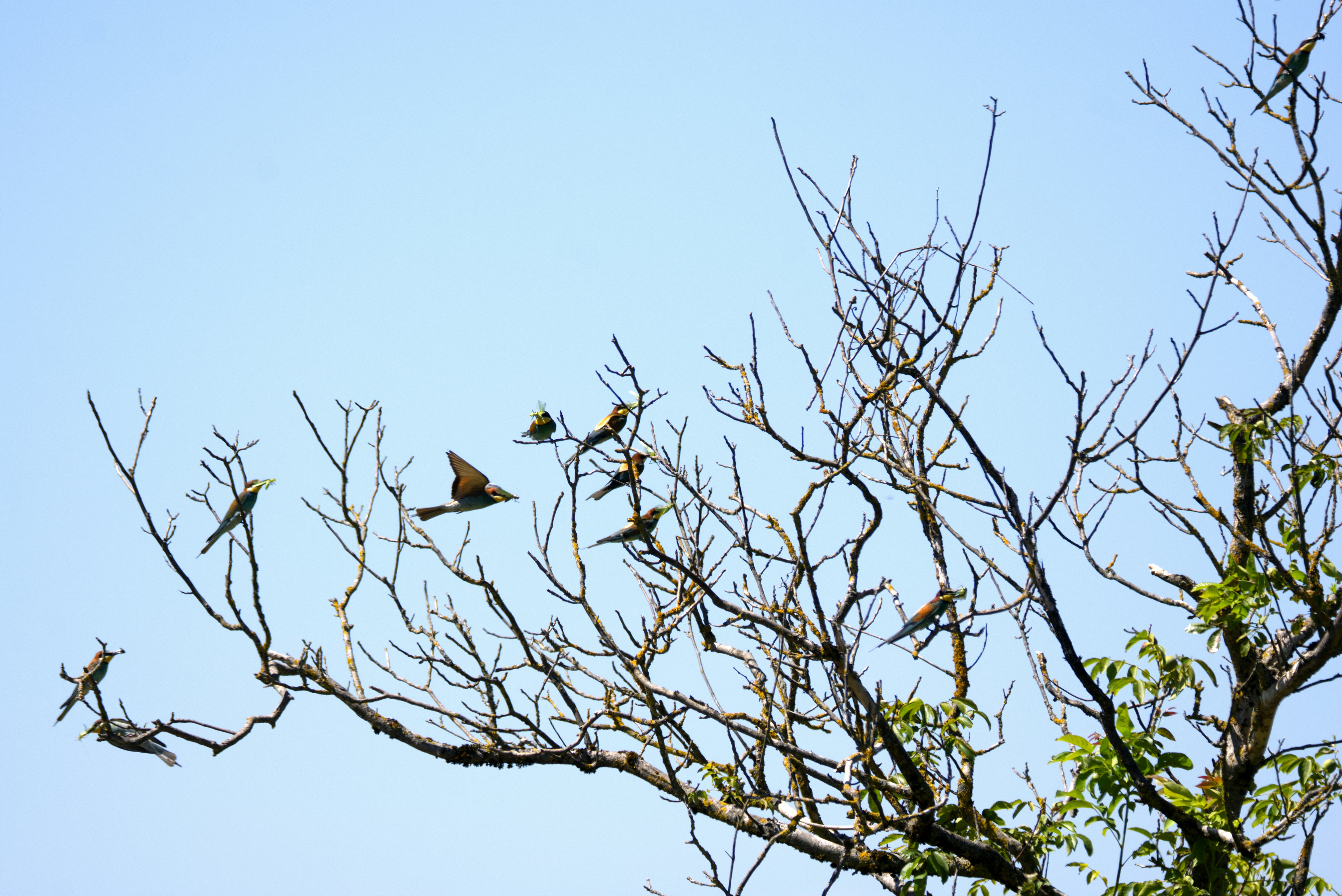 青空を背景に裸の木の枝に多くの鳥たちがいる
