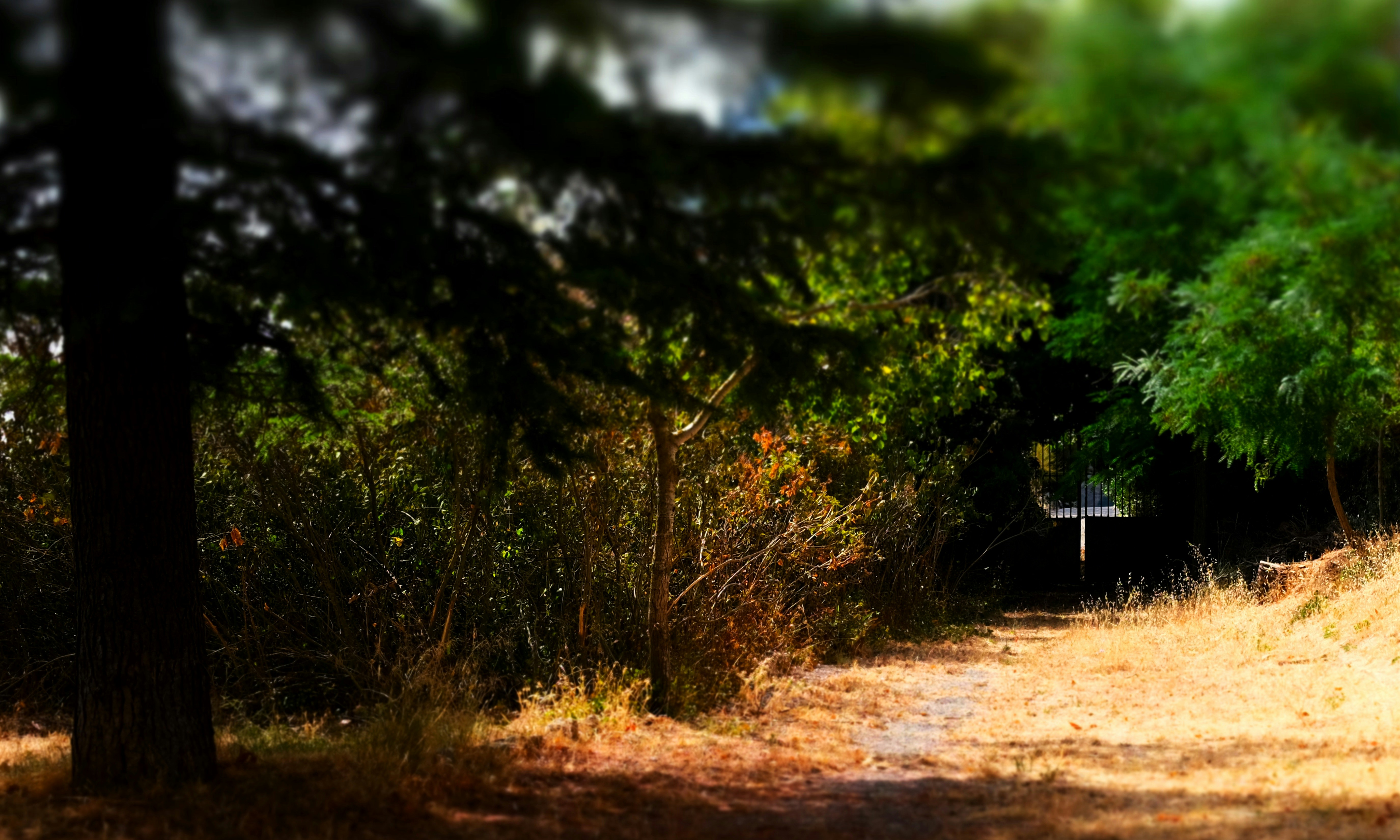 Sunlit forest path with dense green foliage and trees