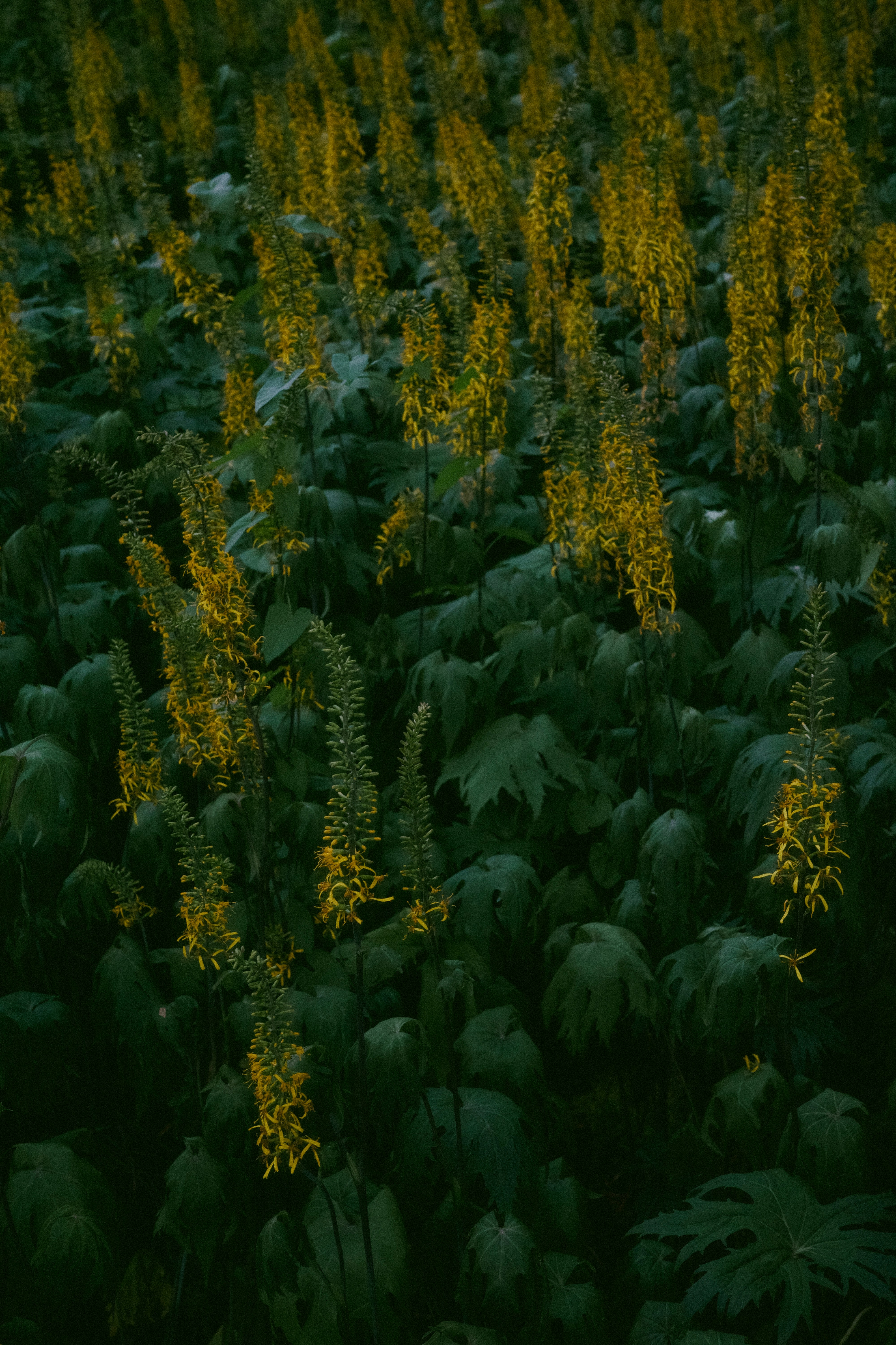 Tall yellow flowers bloom amidst dark green foliage.