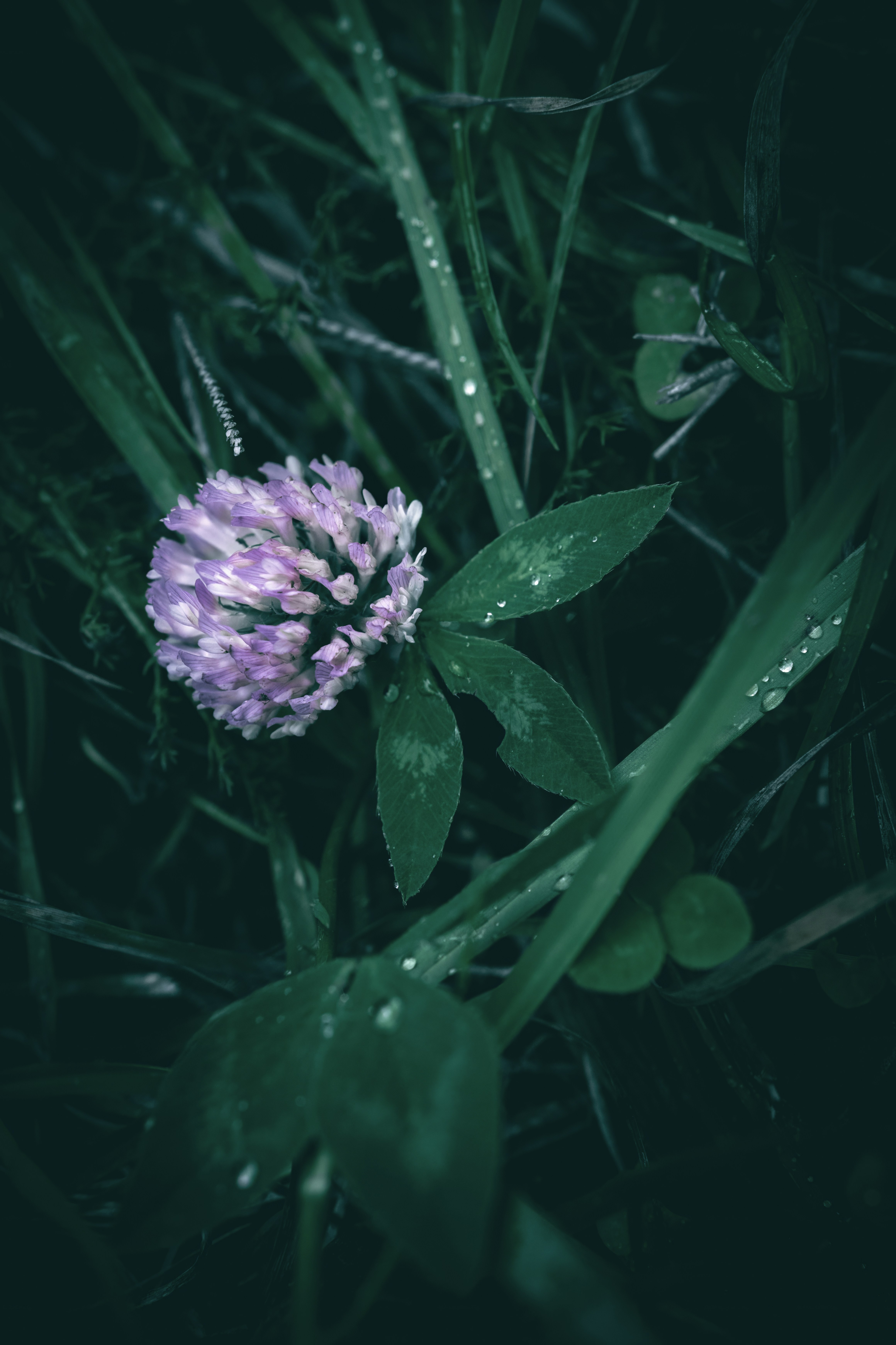 Une fleur de trèfle violet éclatante parmi une herbe verte rosée.