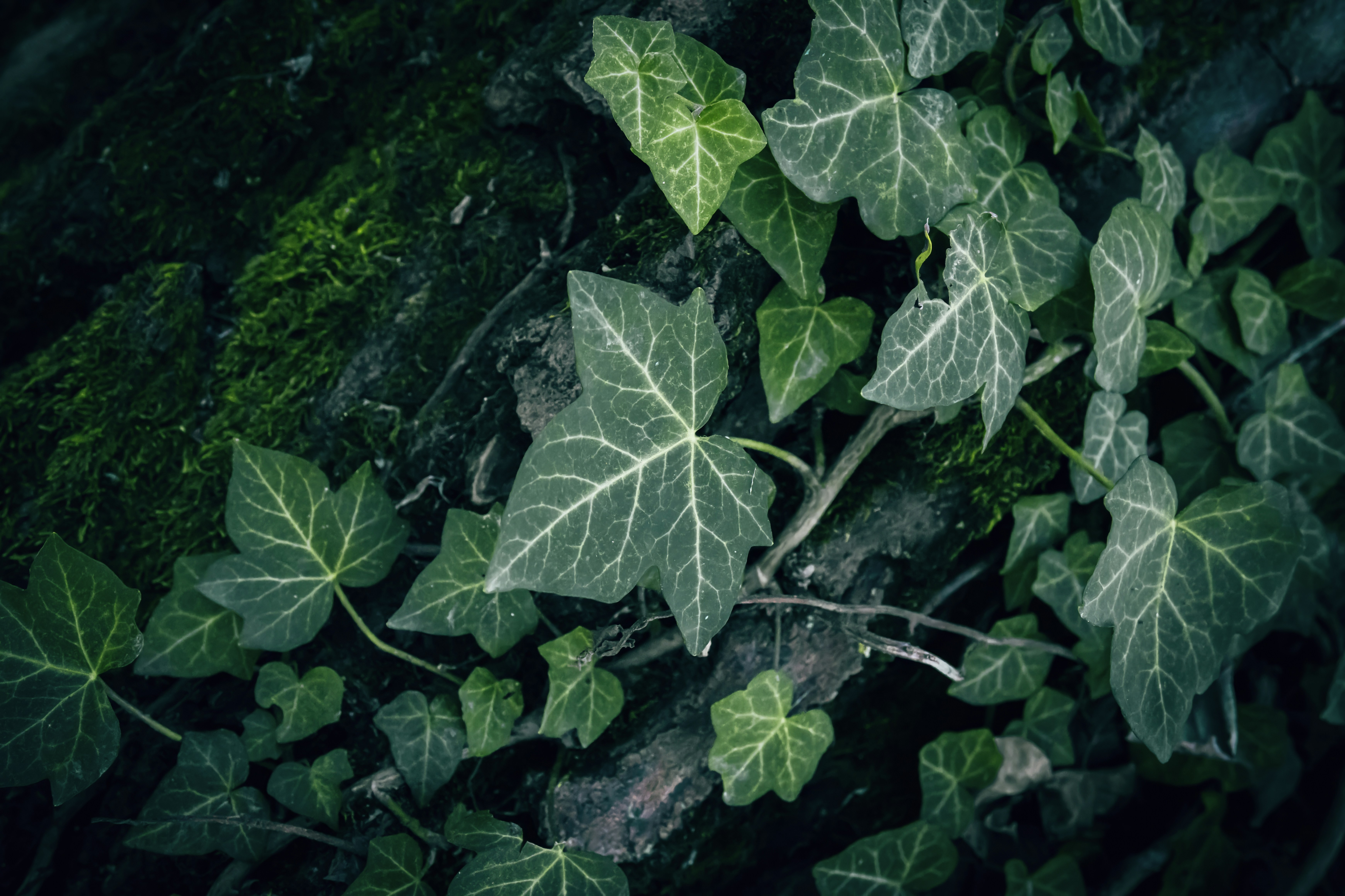 Feuilles de lierre vert luxuriantes avec des veines blanches proéminentes.