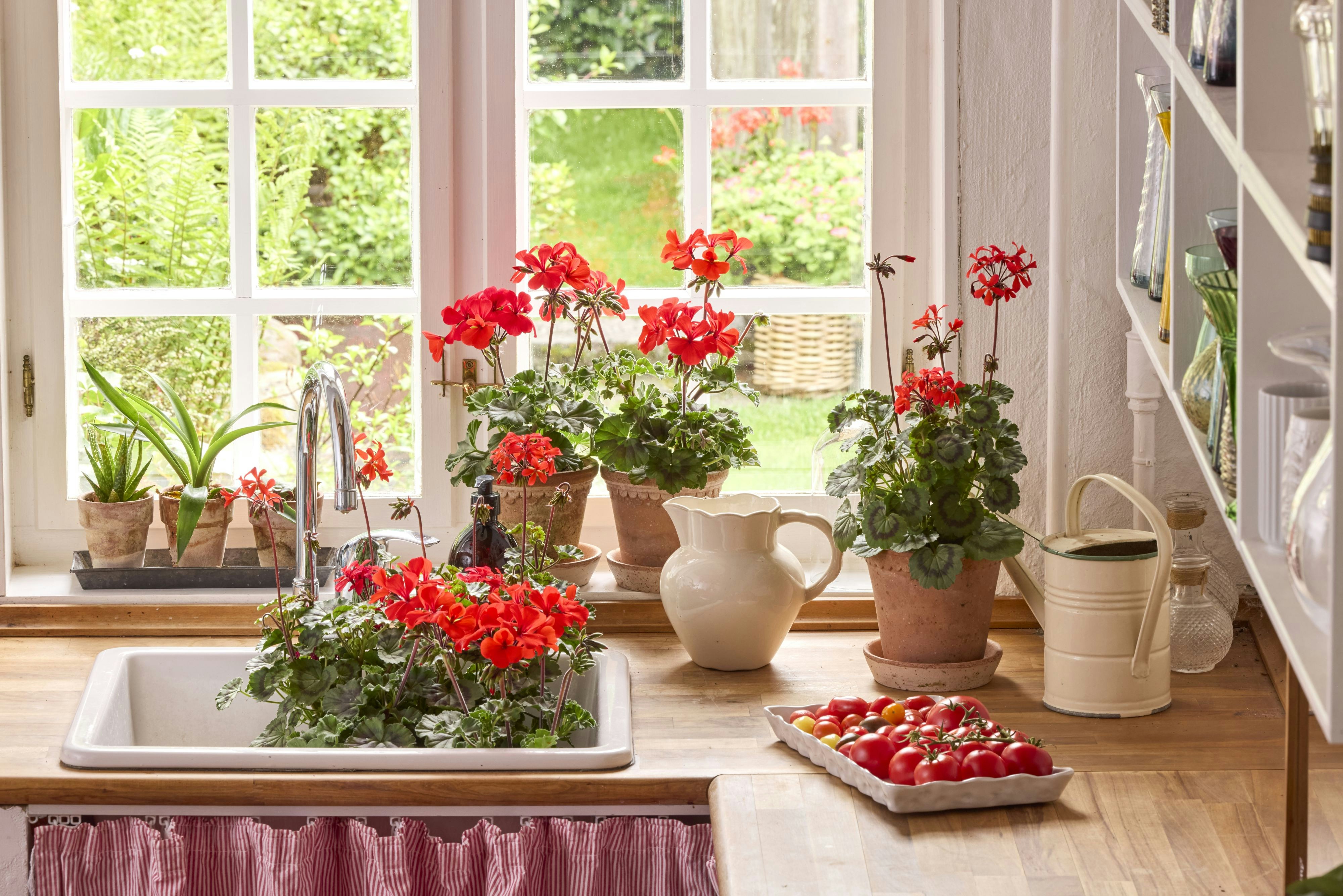 Red geraniums and fresh strawberries on a bright kitchen counter