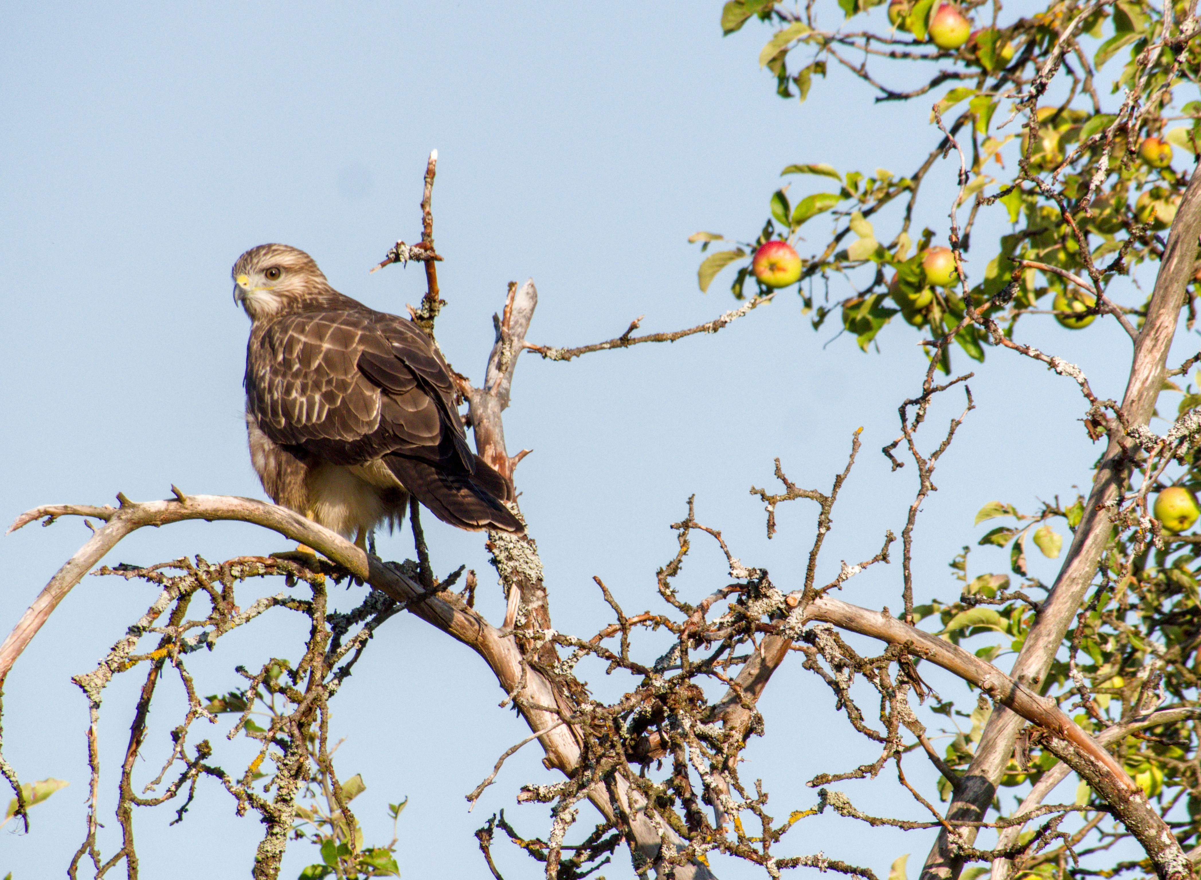 A hawk perches on a bare tree branch with apples