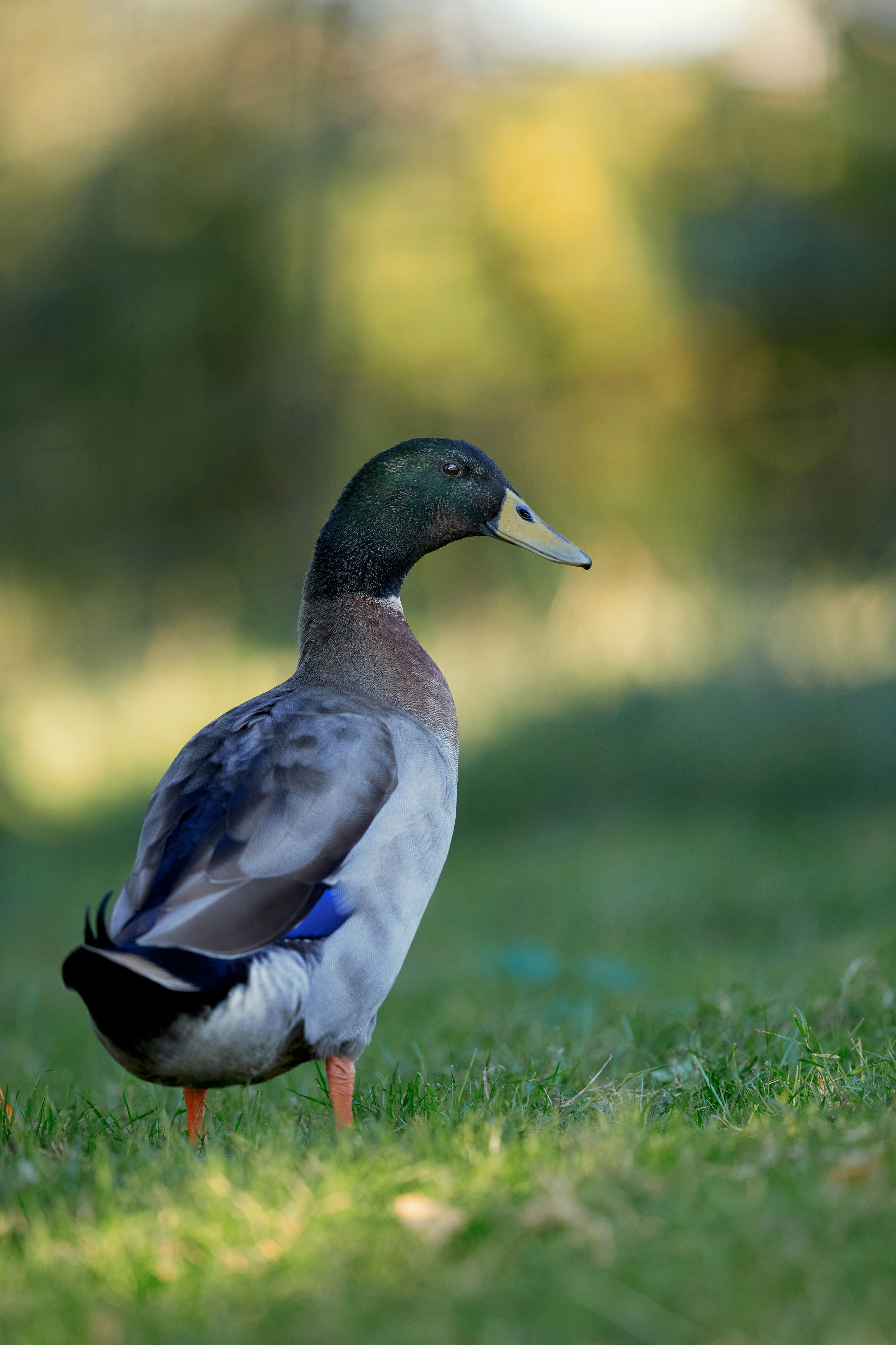 A colorful duck stands on lush green grass.