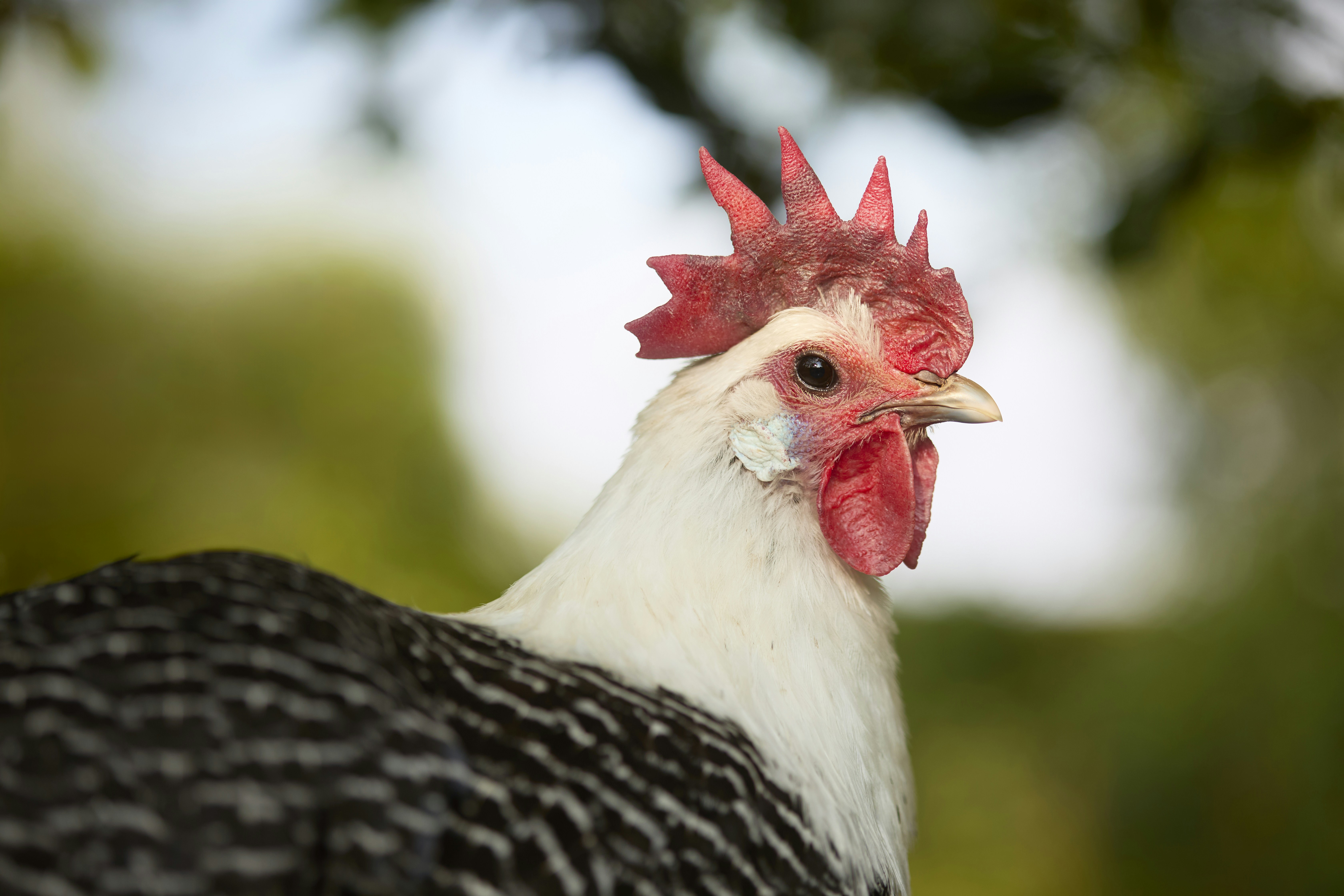 A white and black chicken with a red comb.