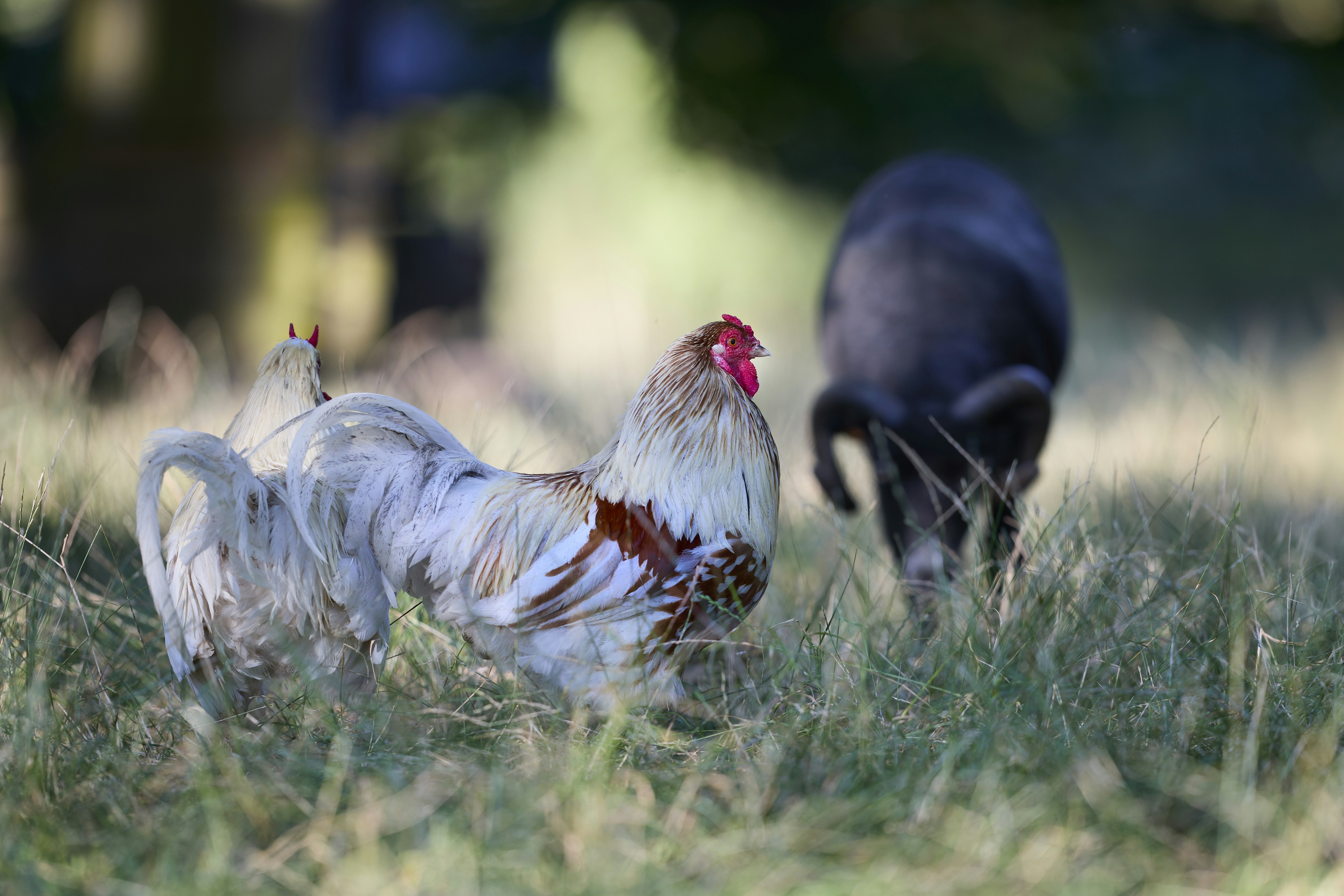 Rooster and pig foraging in green grass.