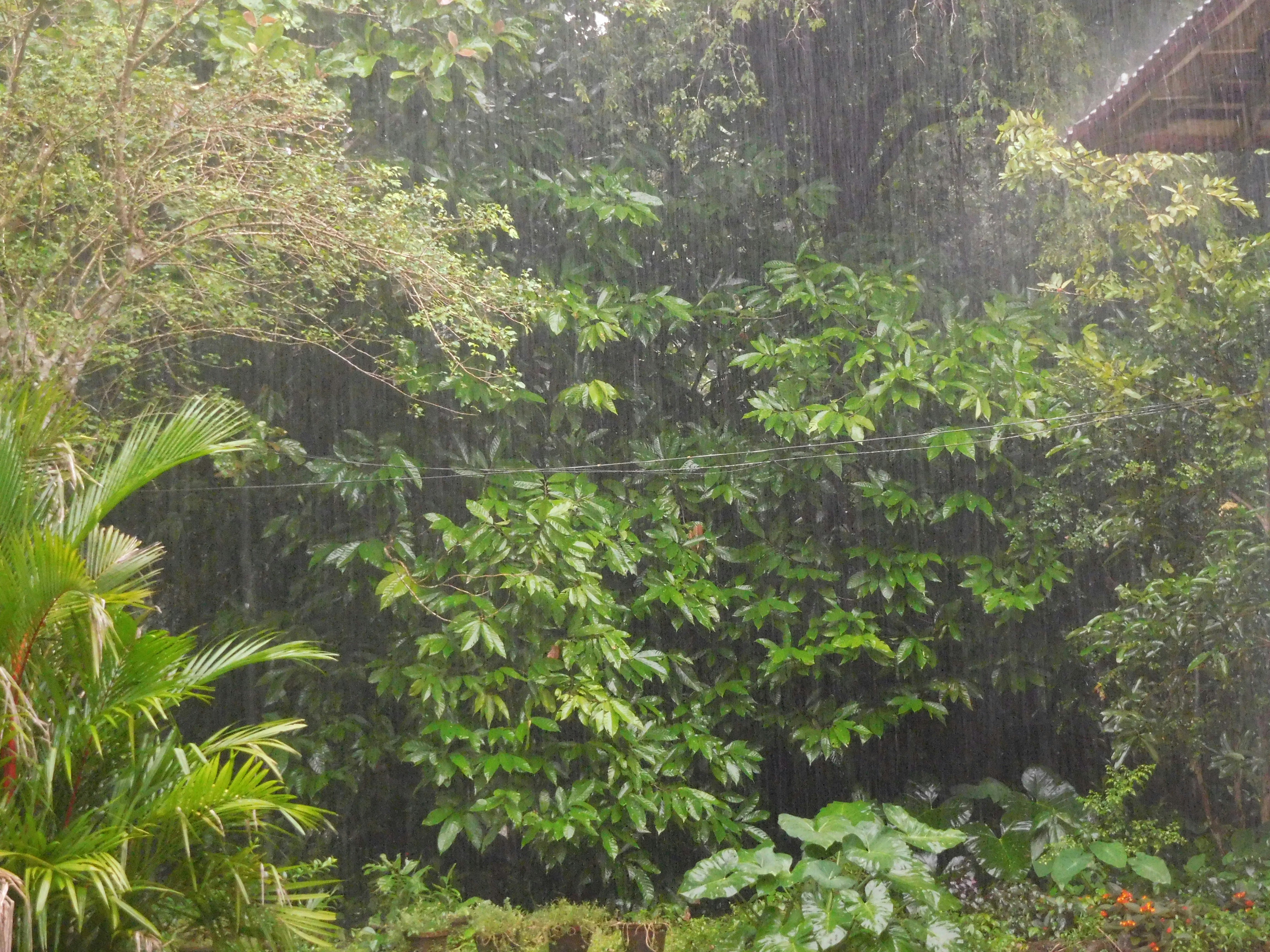 Hujan deras turun di atas pohon dan tanaman hijau yang subur.