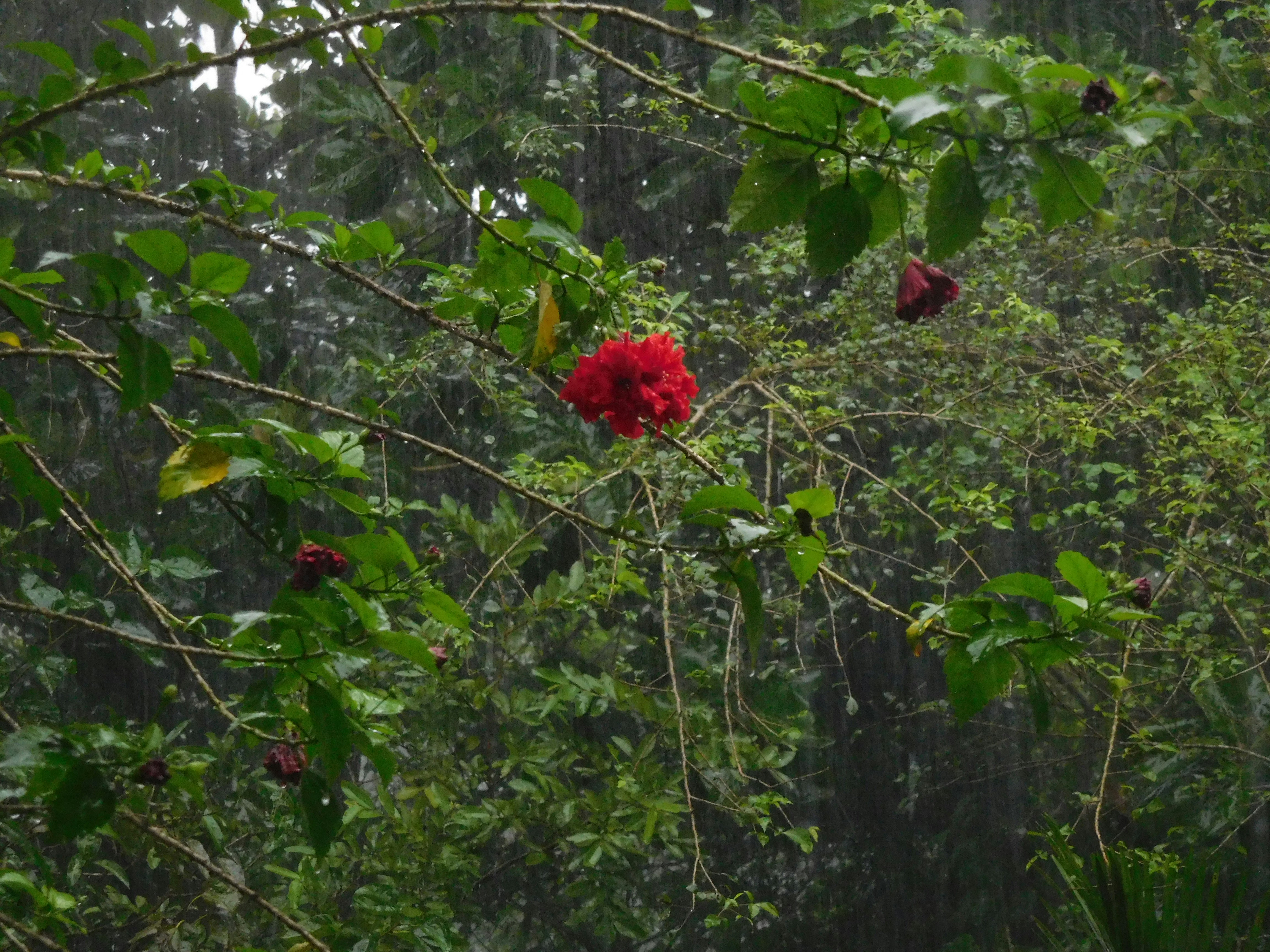 Vibrant red flower surrounded by lush green leaves in rain.