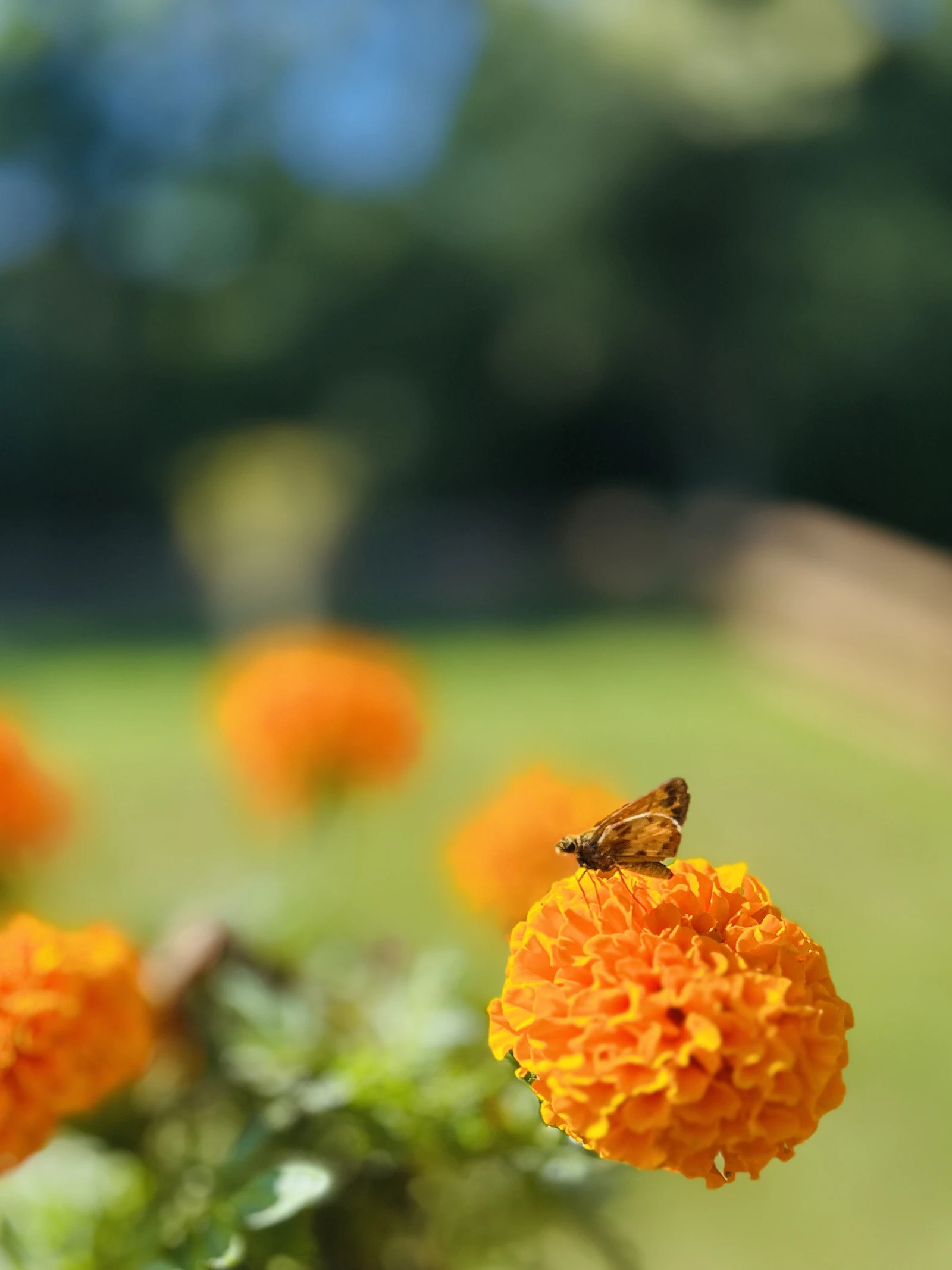 A small butterfly resting on an orange marigold