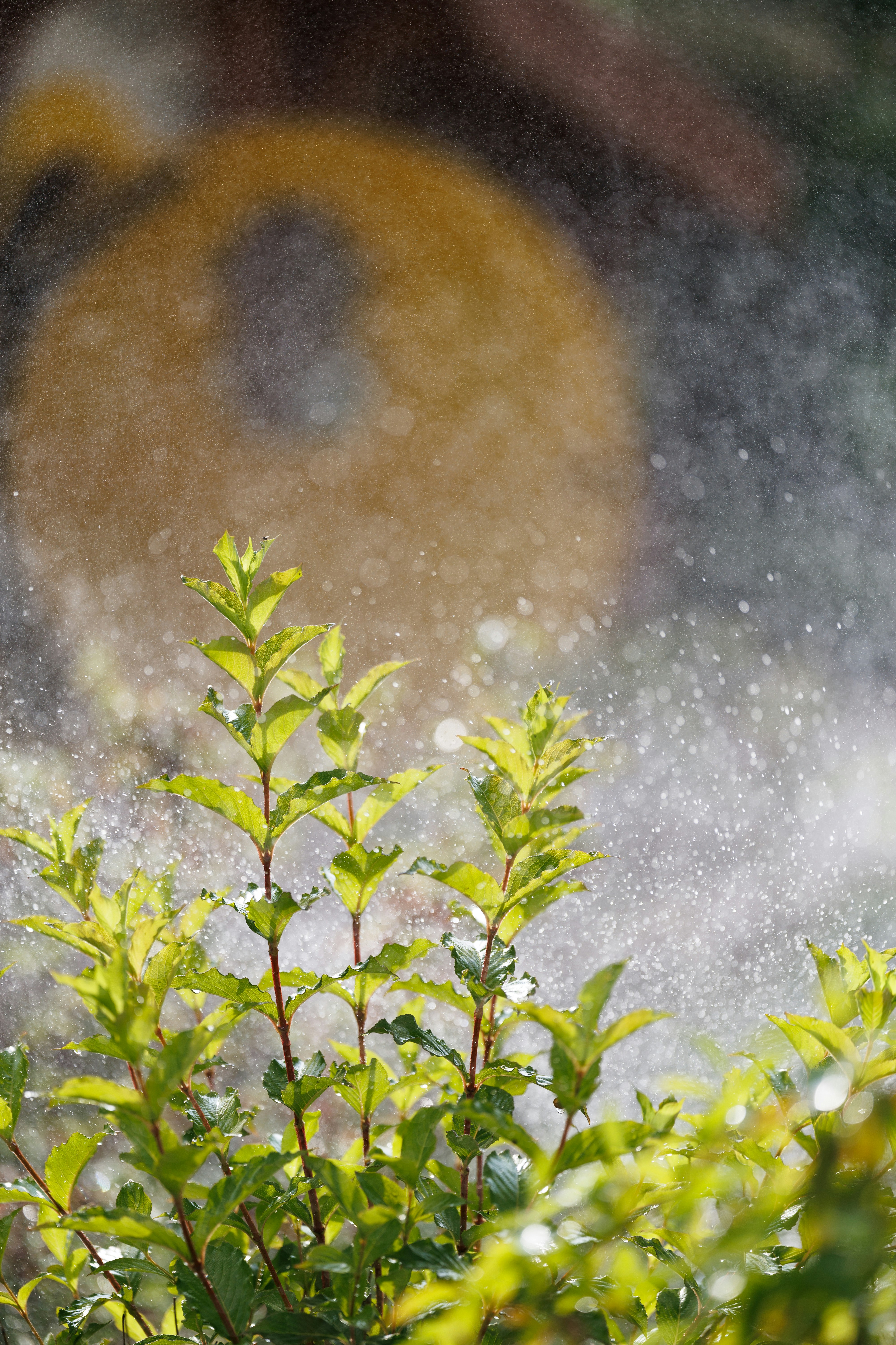 Green plants thrive under a gentle spray of water.