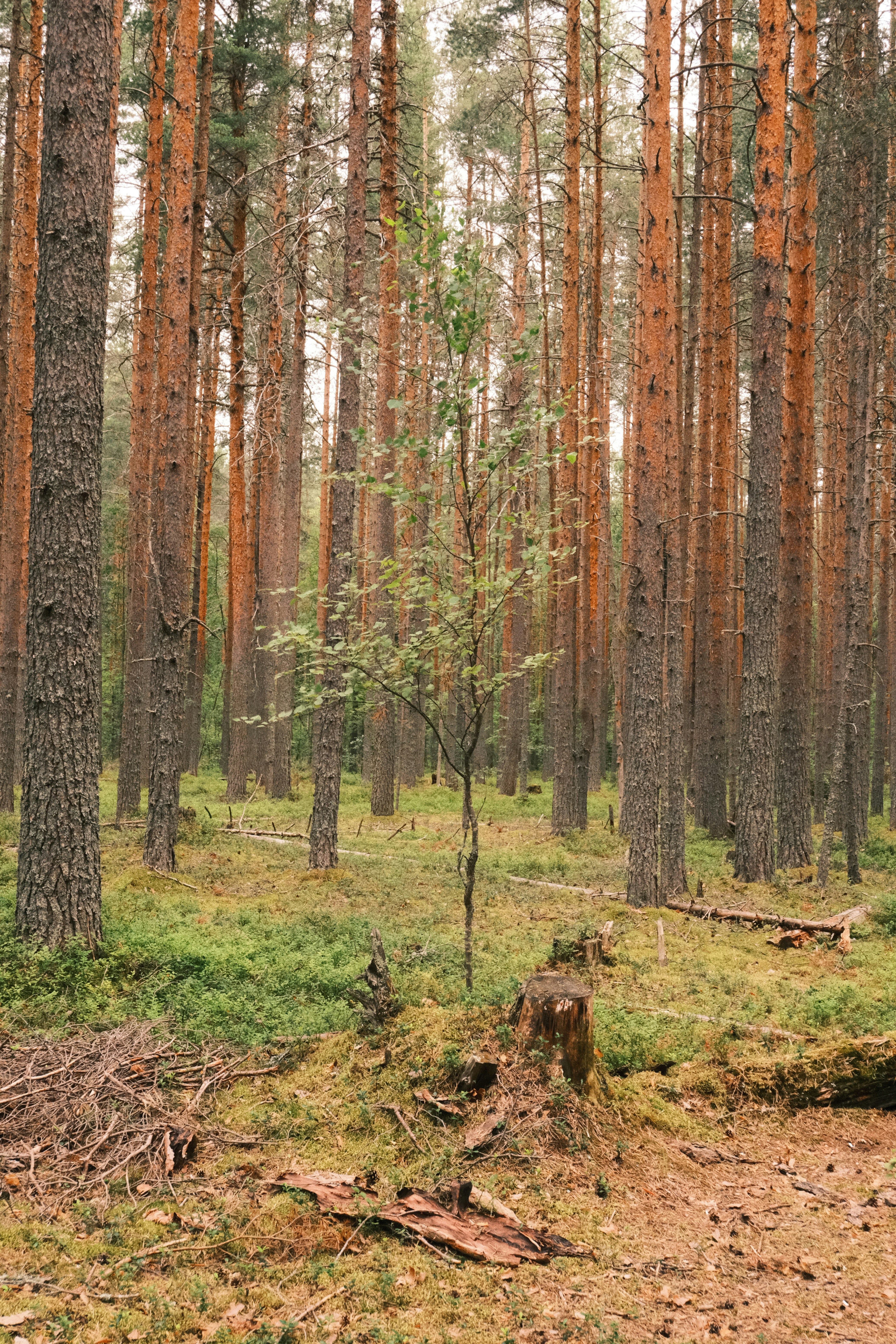 A young tree stands in a dense pine forest