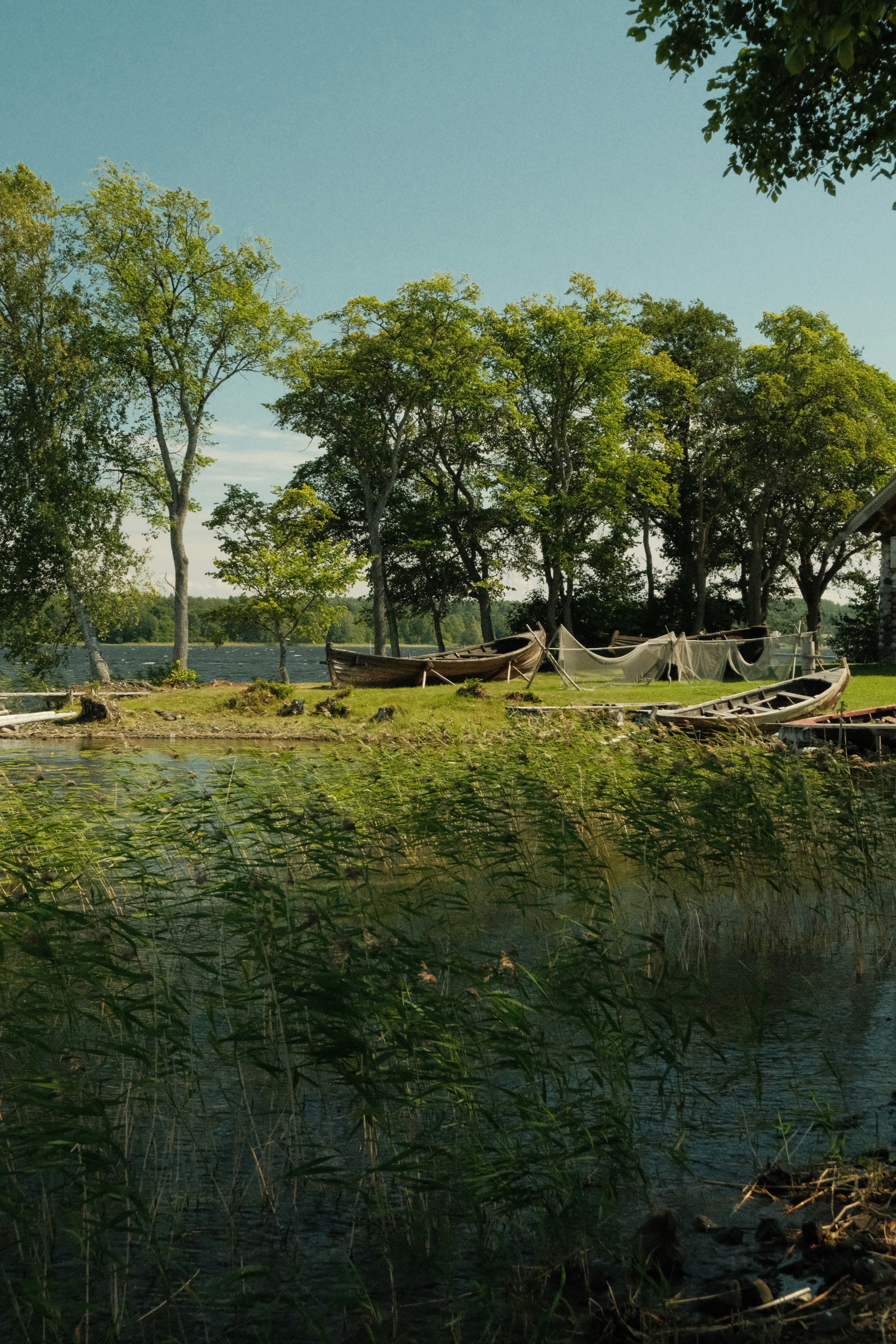 Boats on a grassy lakeshore with trees and reeds.