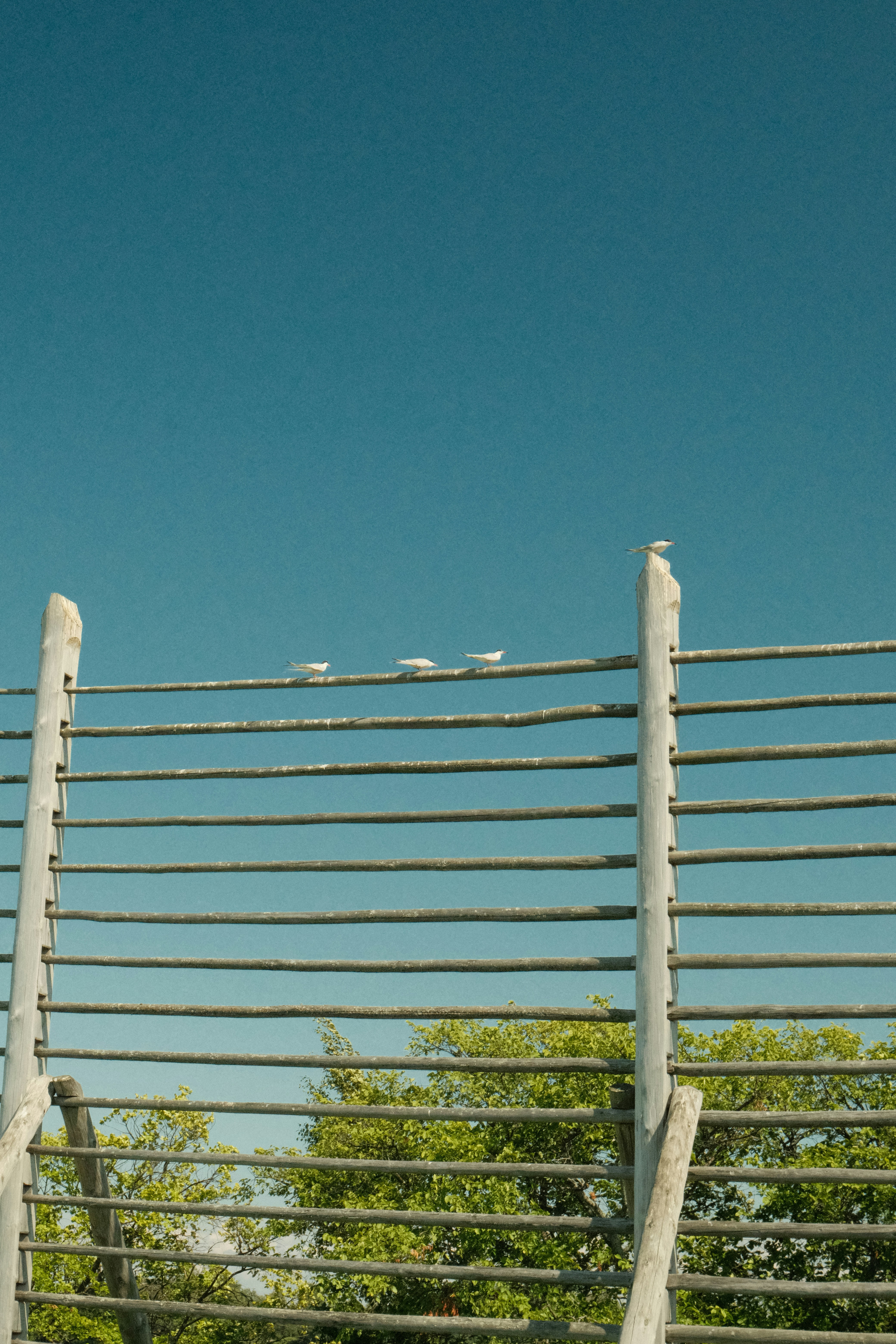 Birds on a wooden fence against a clear blue sky.