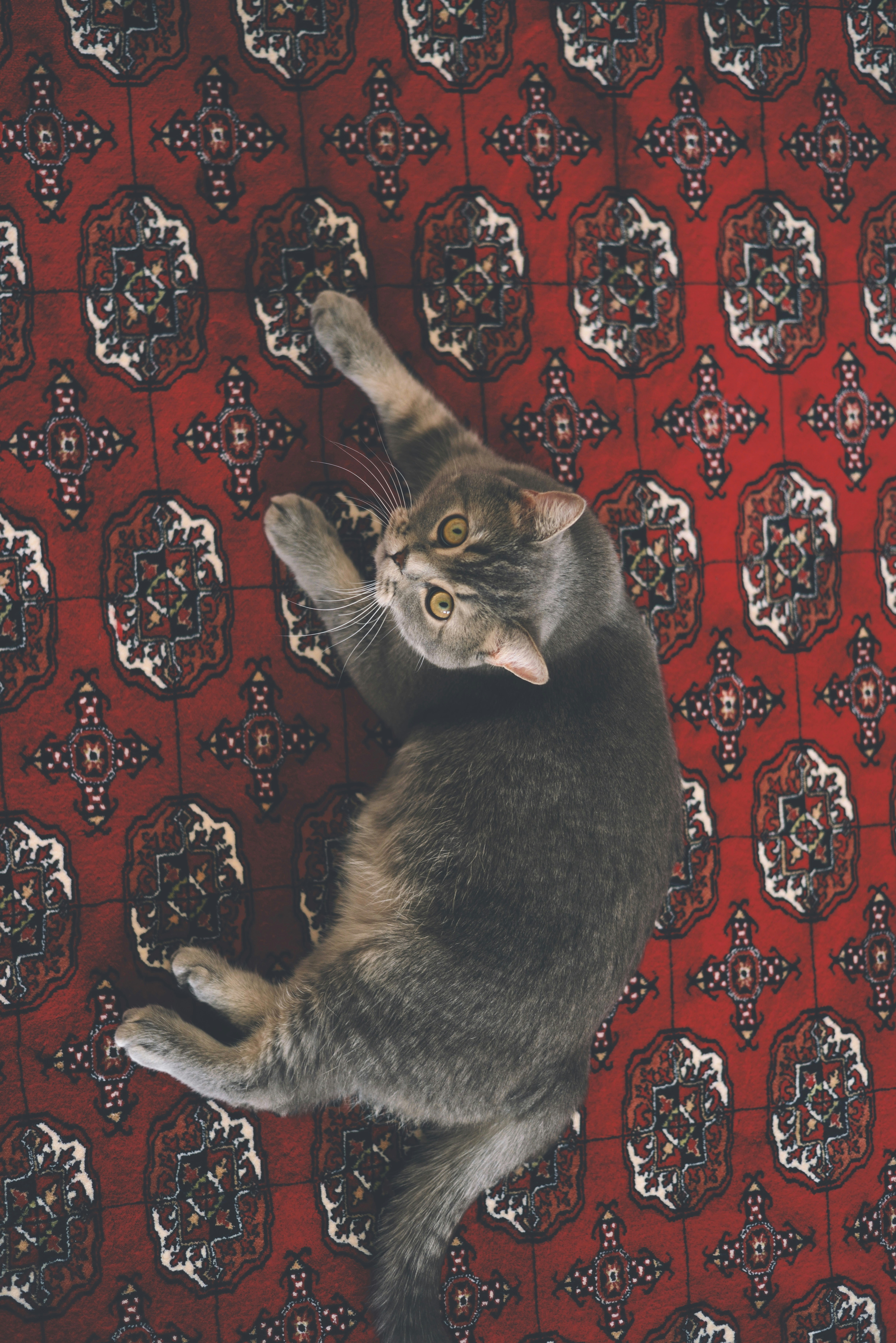 Un chat gris repose sur un tapis à motifs rouges.