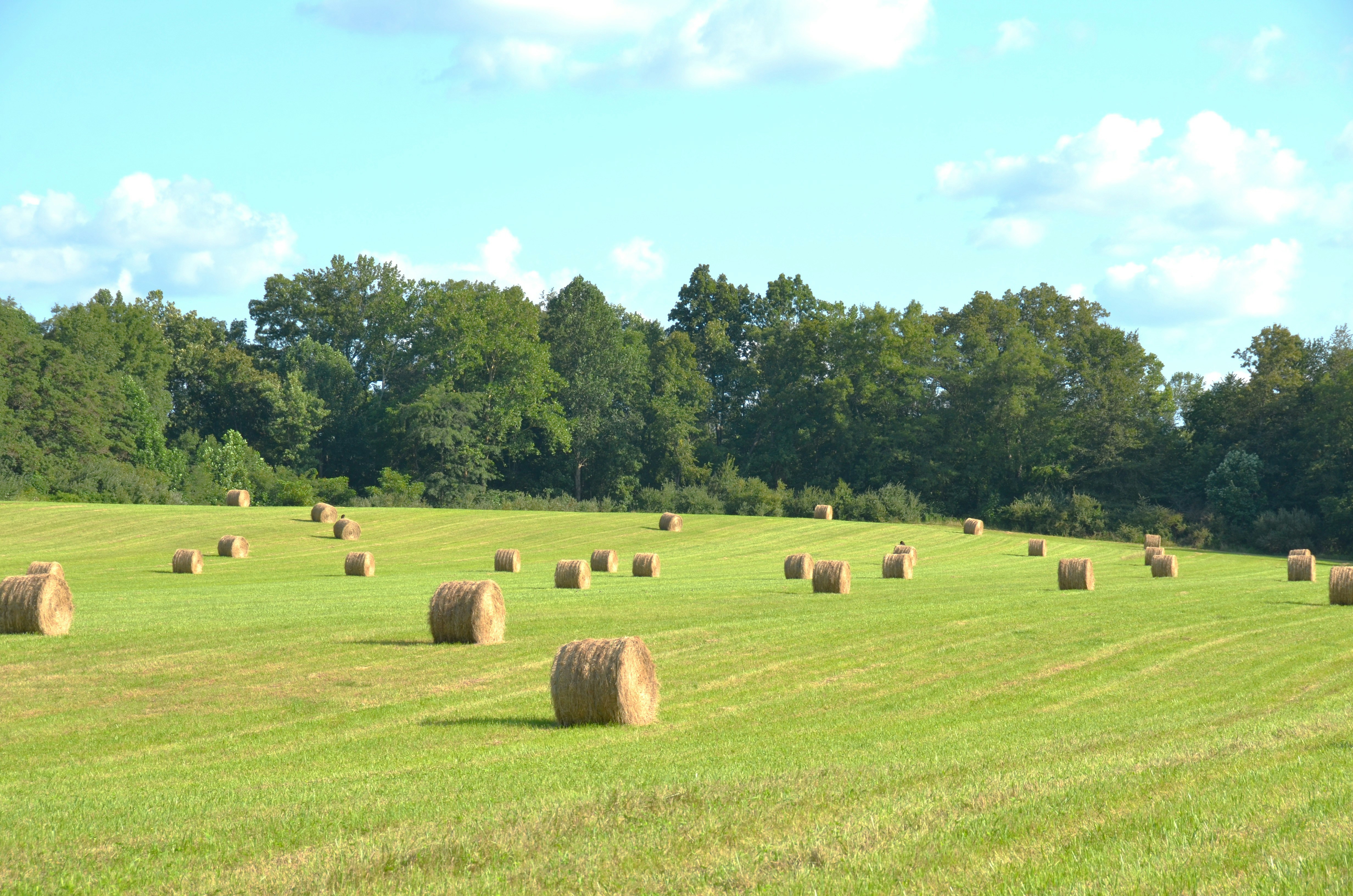Hay bales scattered across a green field with trees.