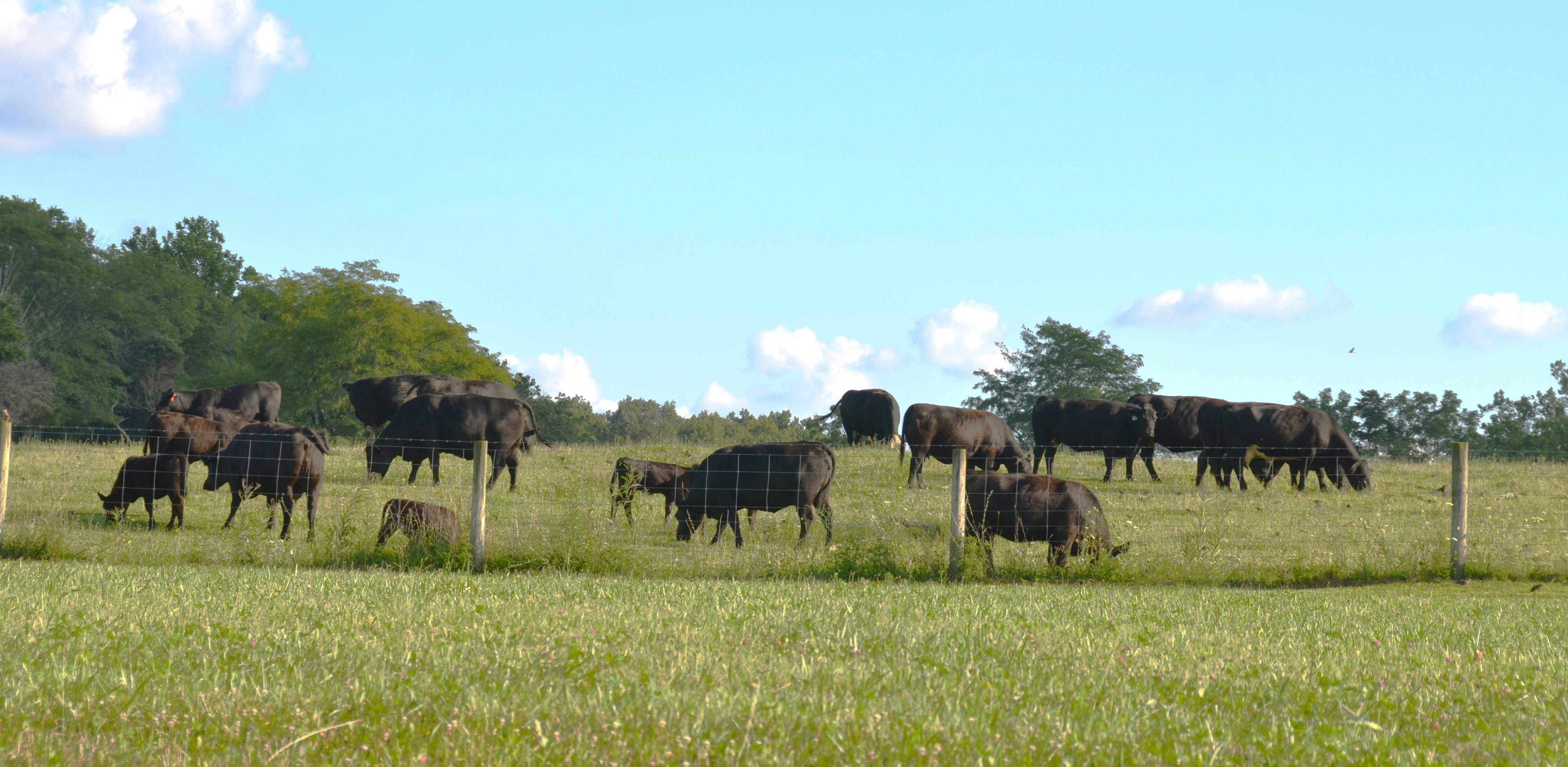 Cattle graze in a lush green field under blue sky.