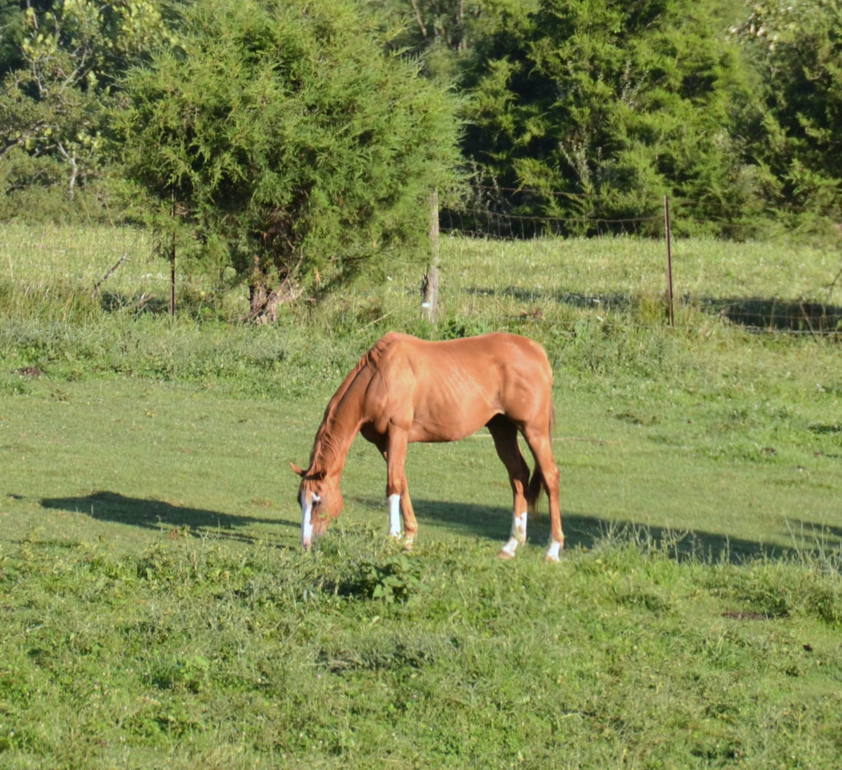 A brown horse grazes peacefully in a sunny green field.