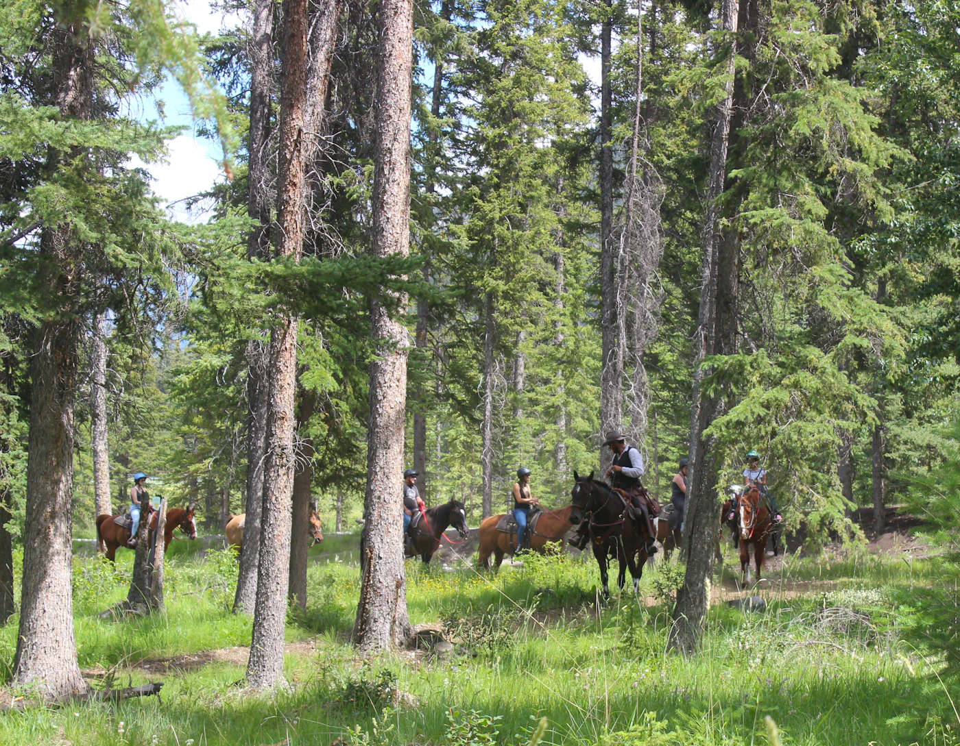Paseo a caballo por el bosque