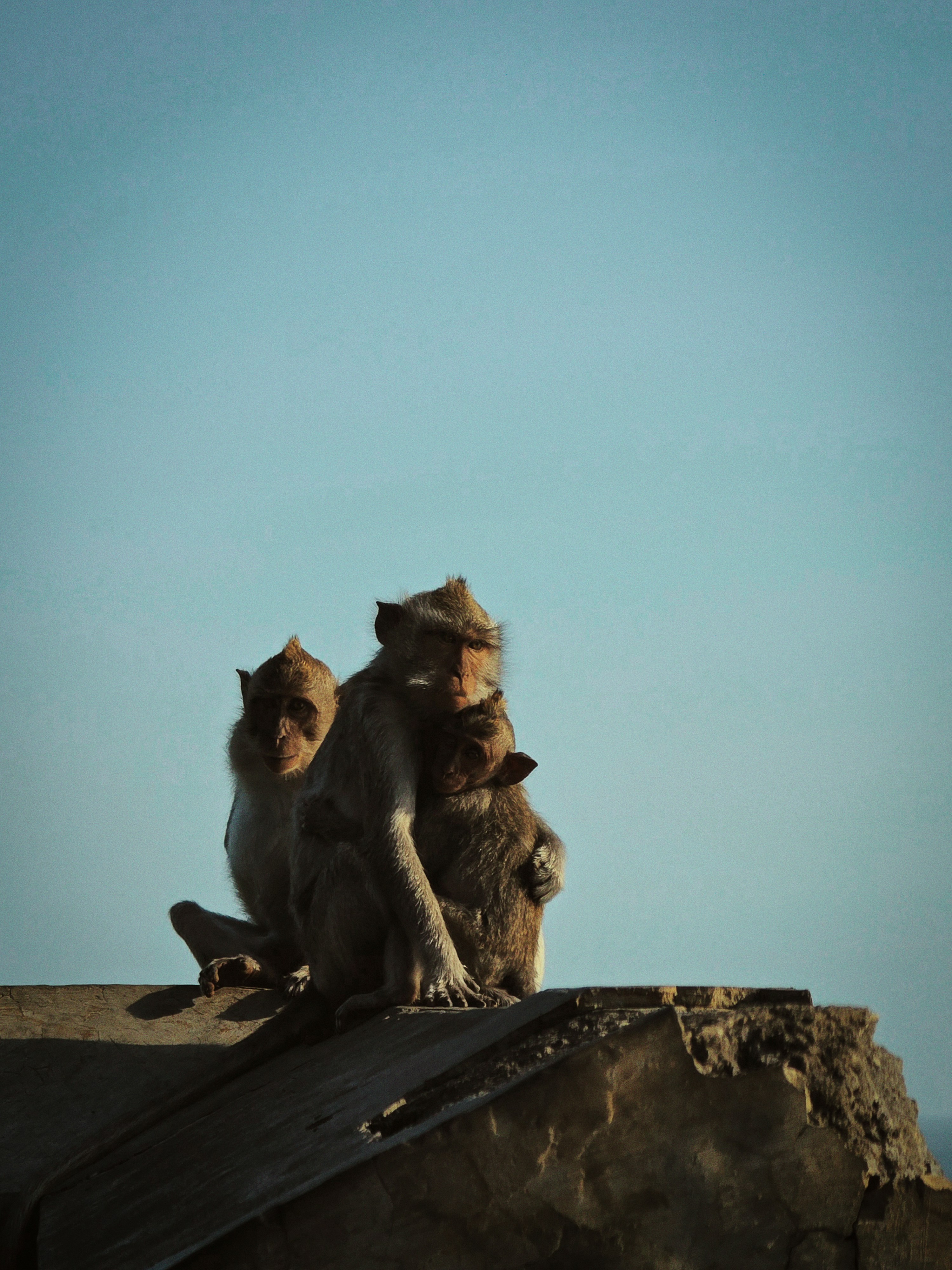 Tres monos se agrupan en una cornisa.