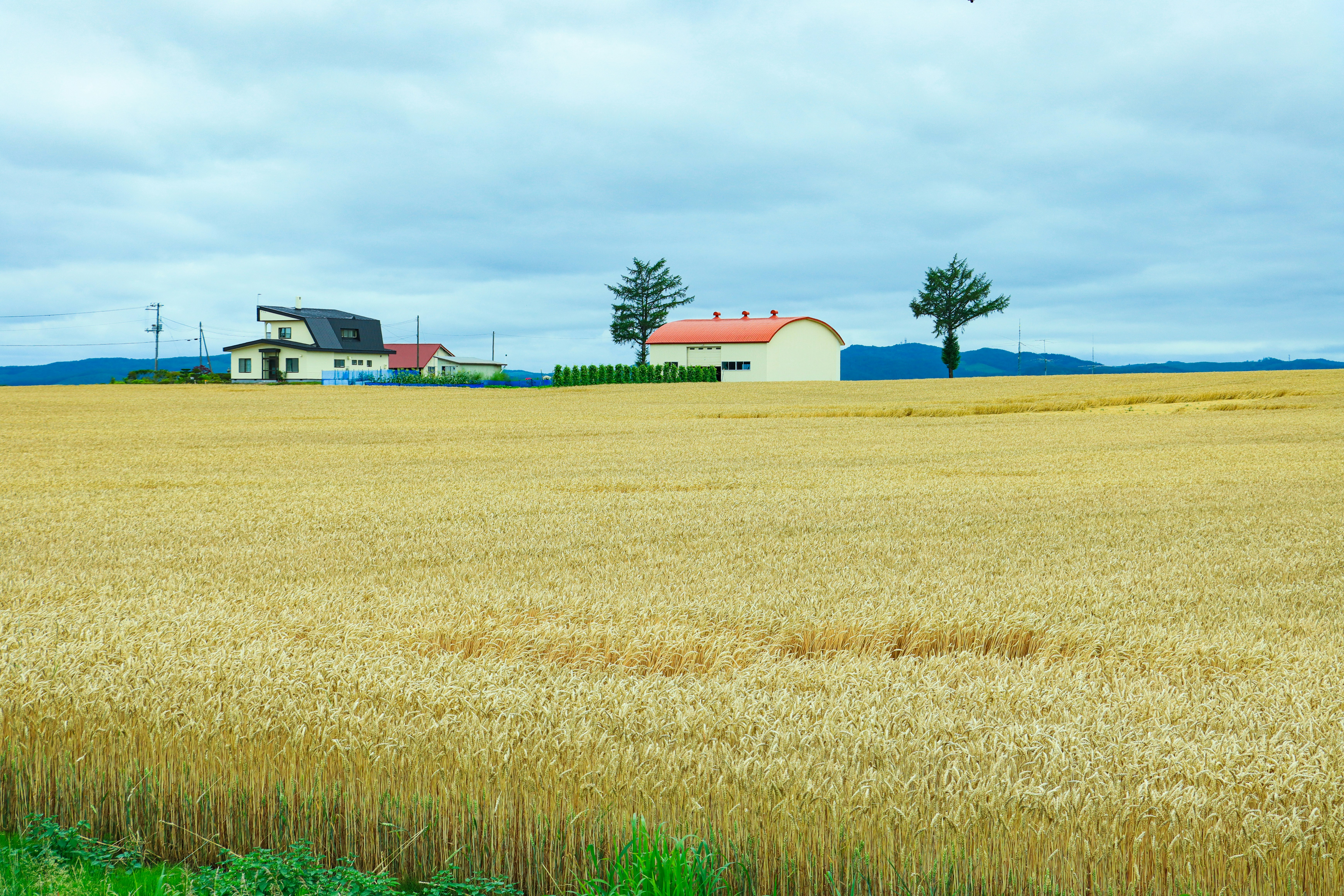 Golden wheat field with farm buildings under a cloudy sky