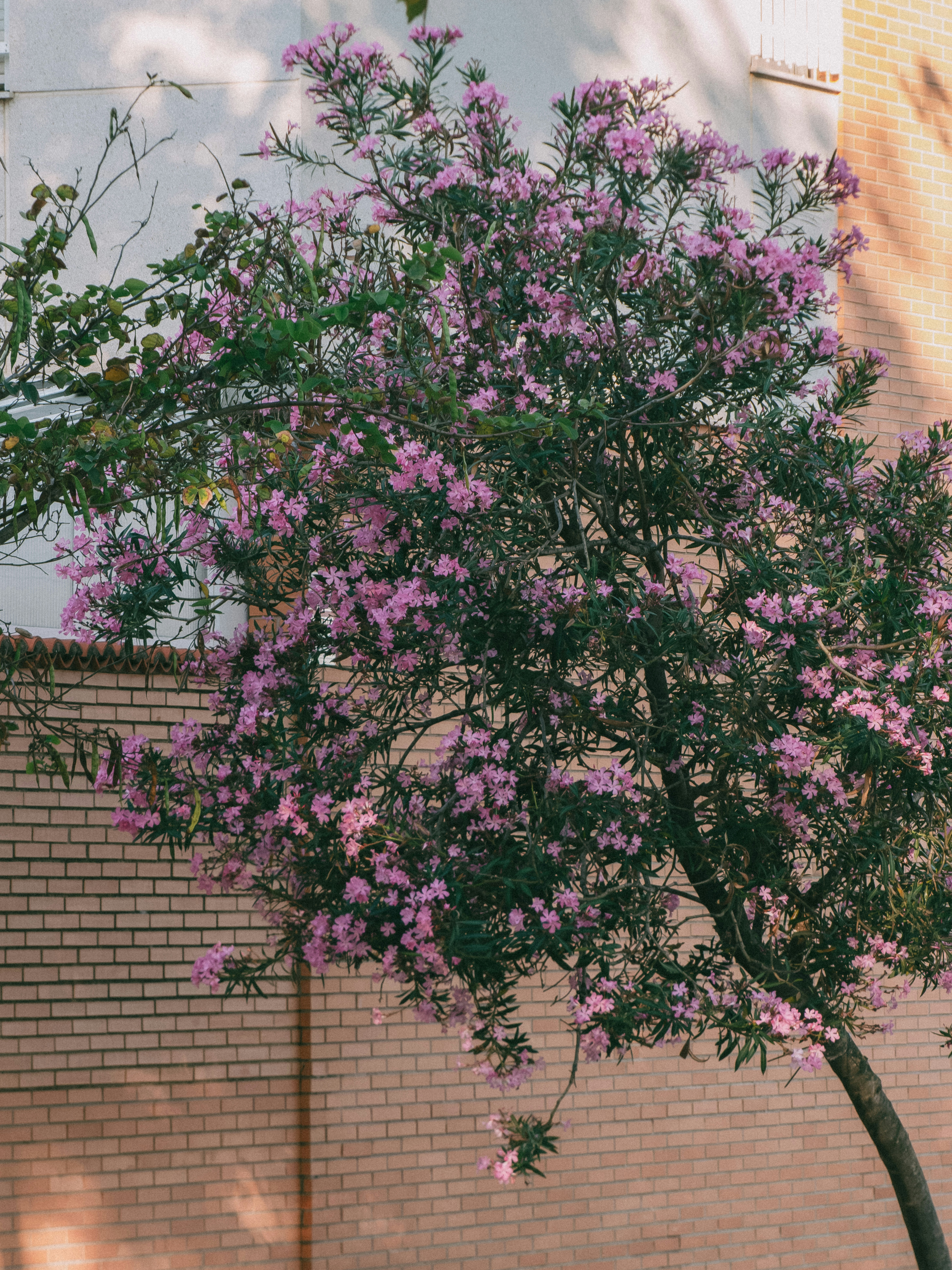 Un laurier rose avec des fleurs roses contre un mur de briques