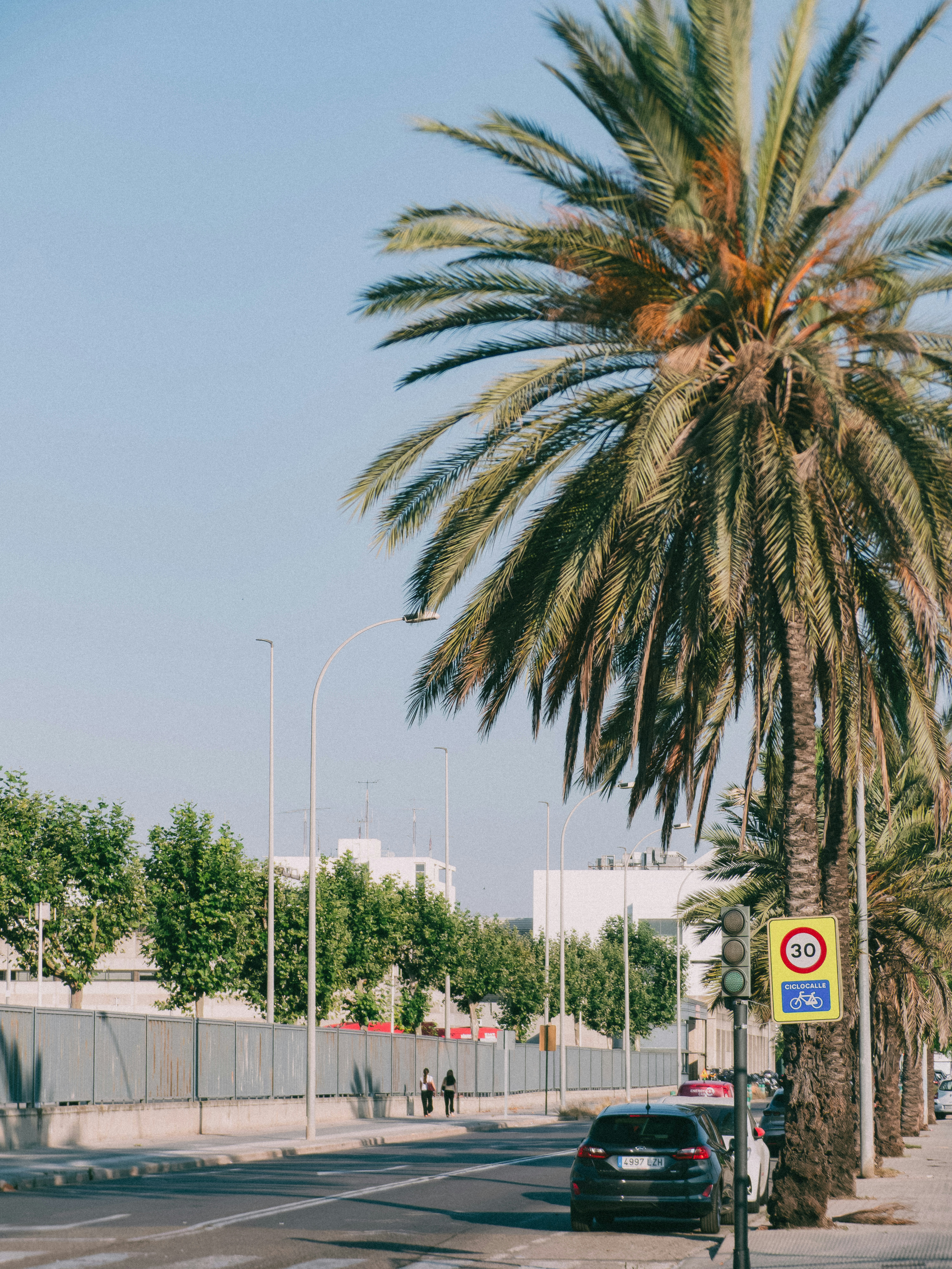 A palm tree beside a road with a thirty kilometer speed limit sign