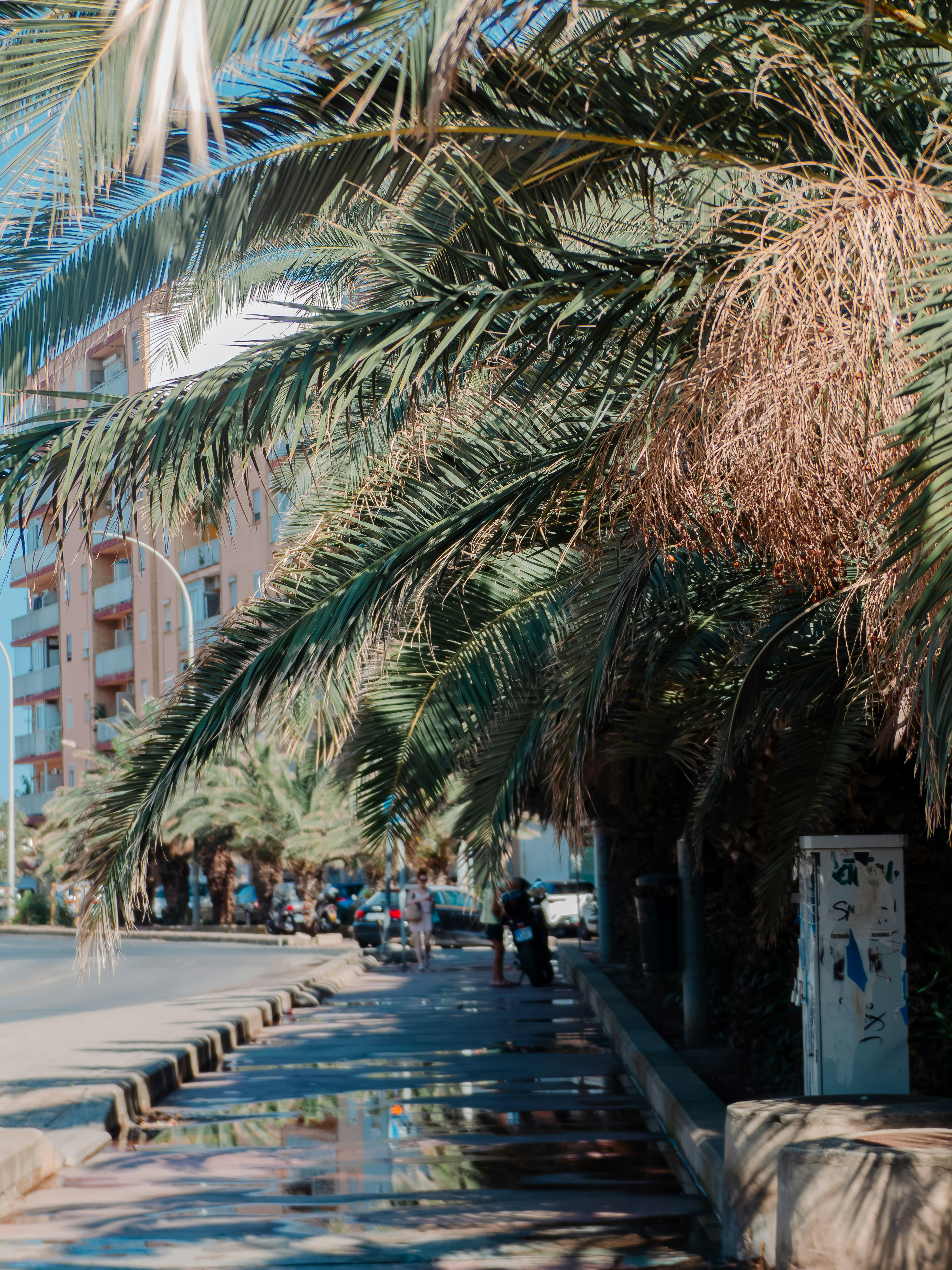 Palm trees overhanging a wet sidewalk beside a city street with apartment buildings